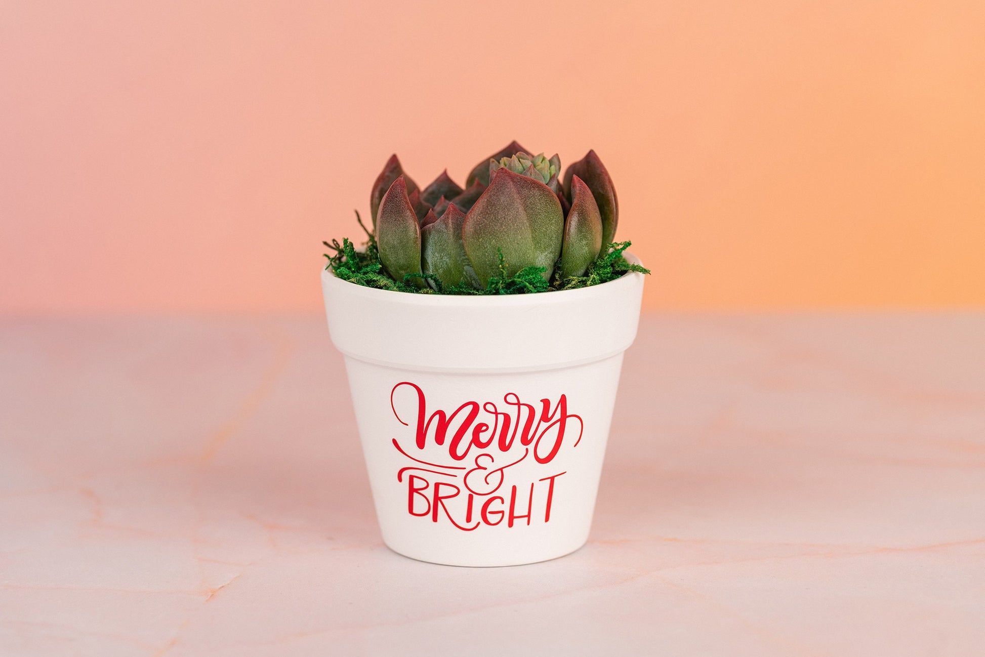 Merry and Bright Succulent Party Favors for Holiday Christmas Parties, Bulk Employee and Client Gifts with Optional Personalization