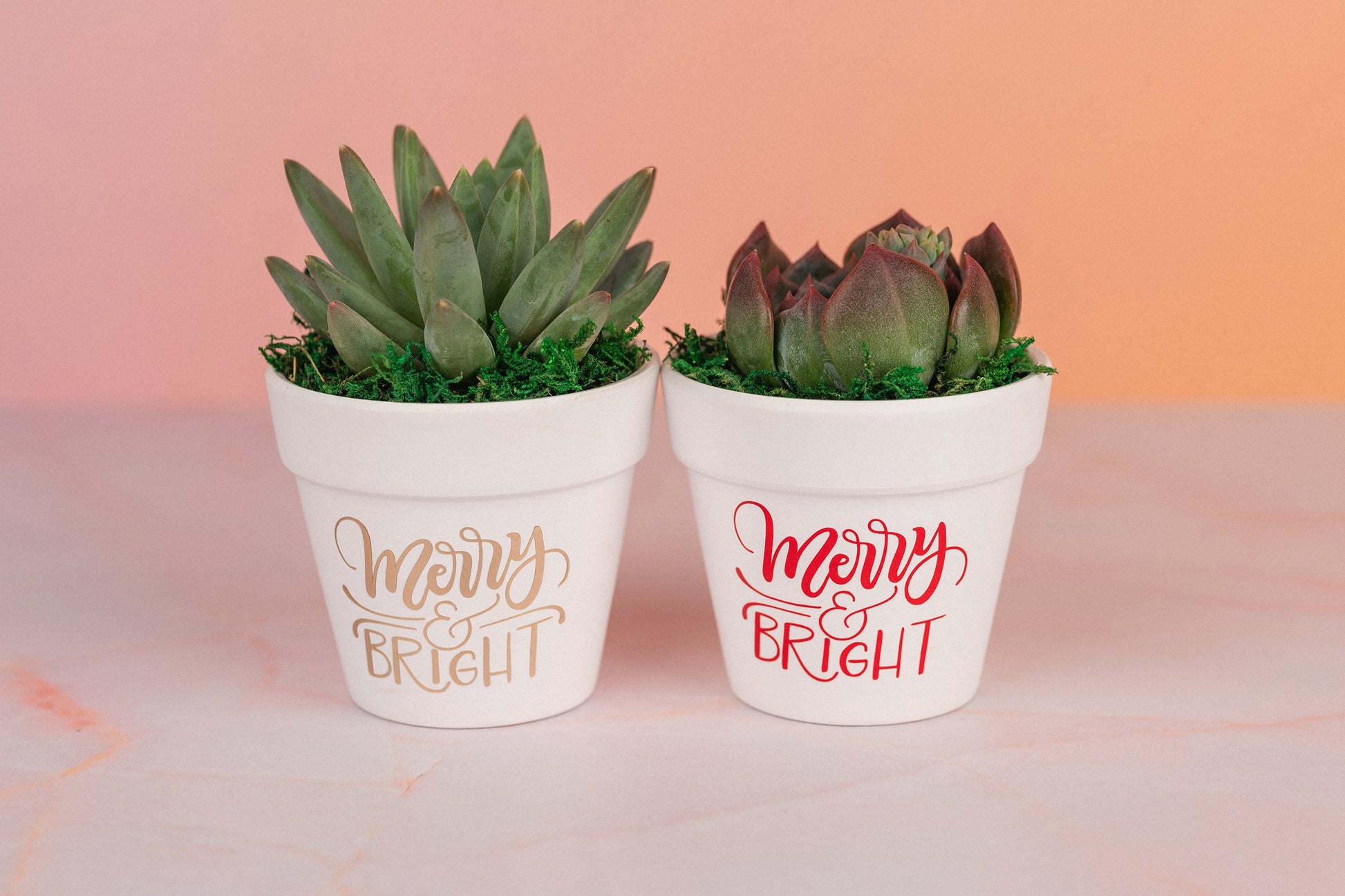 Merry and Bright Succulent Party Favors for Holiday Christmas Parties, Bulk Employee and Client Gifts with Optional Personalization