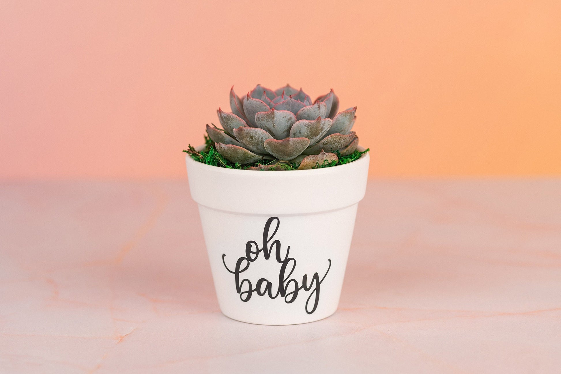 Oh Baby Succulent Party Favors for Baby Shower Celebration Event with Optional Personalization