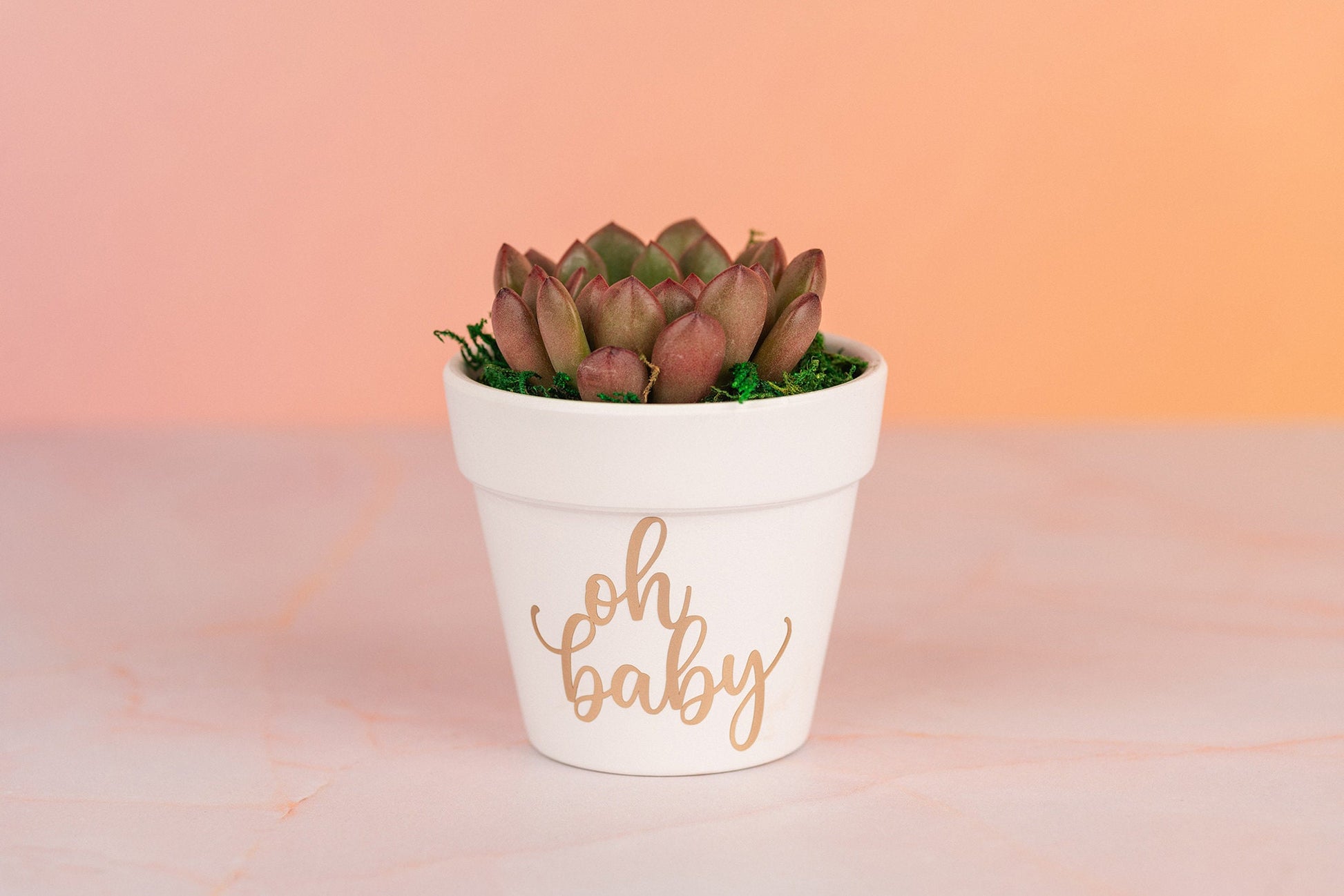 Oh Baby Succulent Party Favors for Baby Shower Celebration Event with Optional Personalization