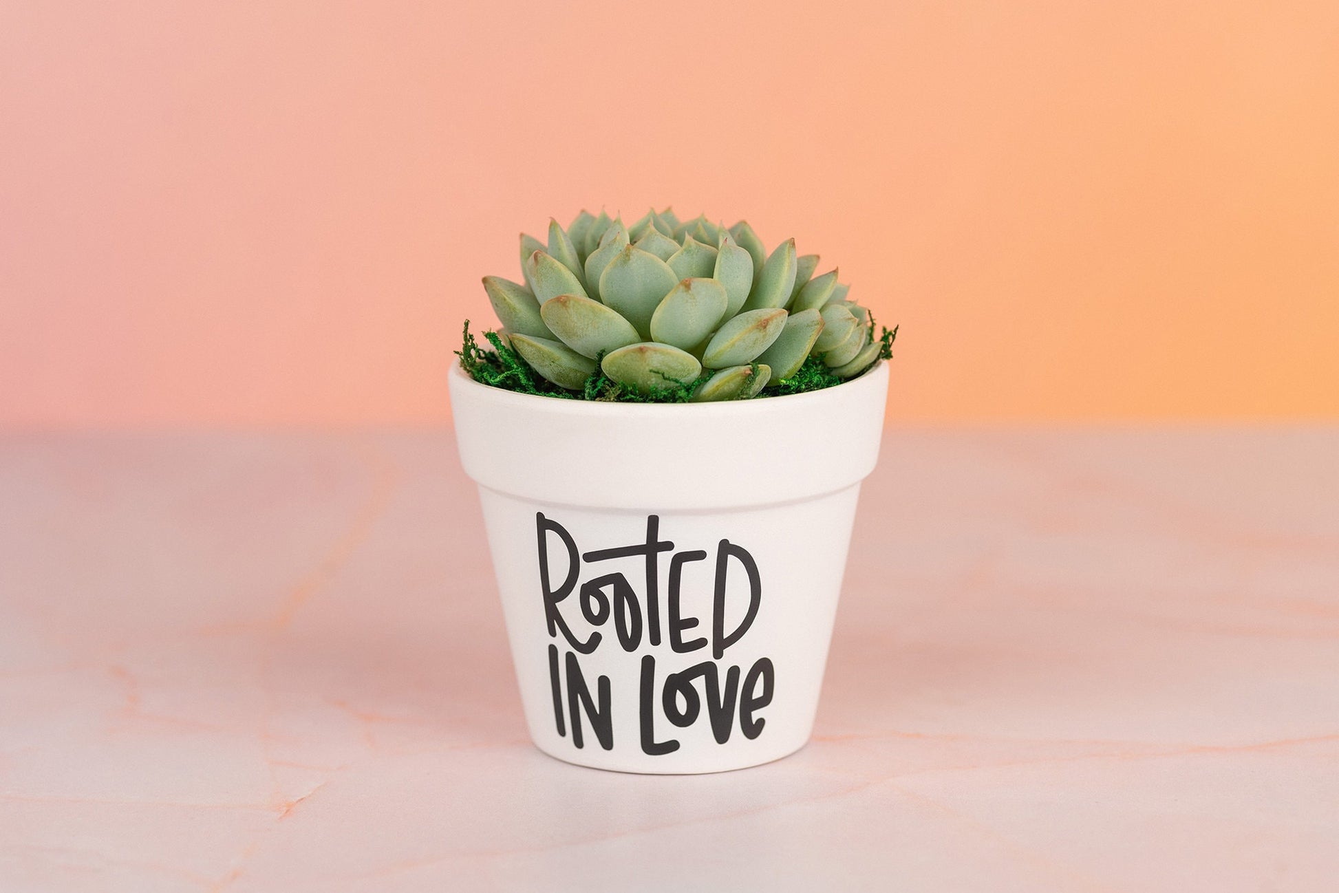 Rooted in Love Succulent Party Favors for Wedding, Baby Shower, or any Celebration Event with Optional Personalization