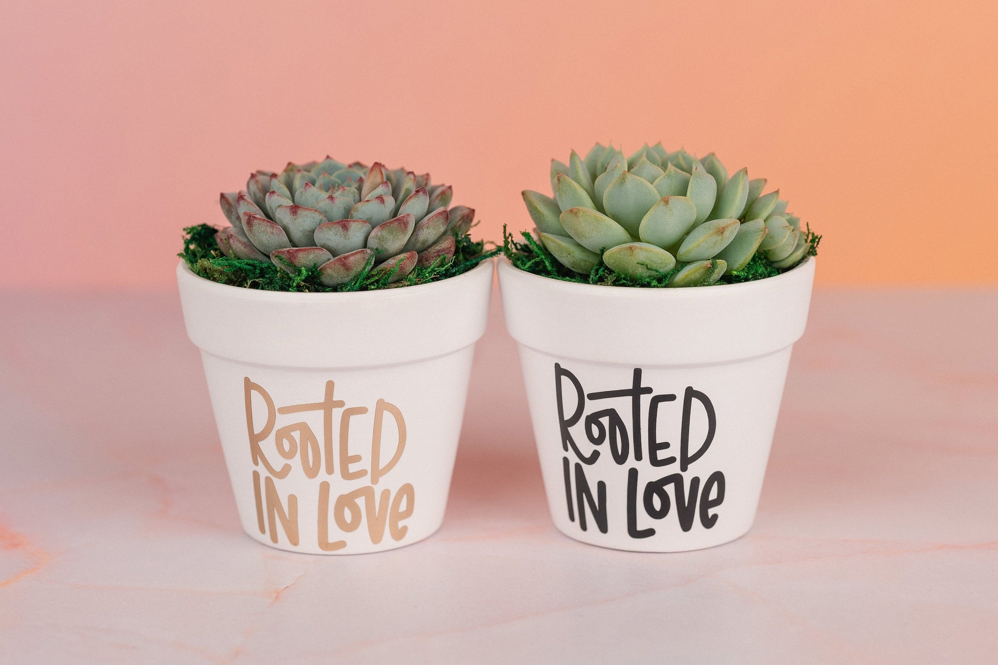 Rooted in Love Succulent Party Favors for Wedding, Baby Shower, or any Celebration Event with Optional Personalization