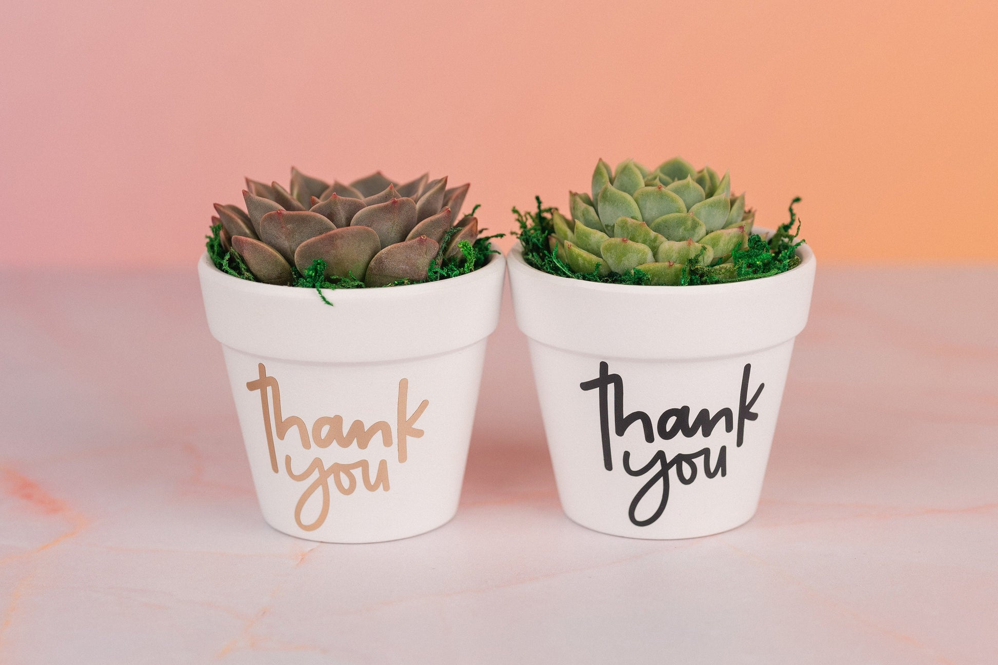 Thank You Succulent Party Favors for Wedding, Birthdays, Client or Employee Gifts, Bulk Thank you Gifts with Optional Personalization