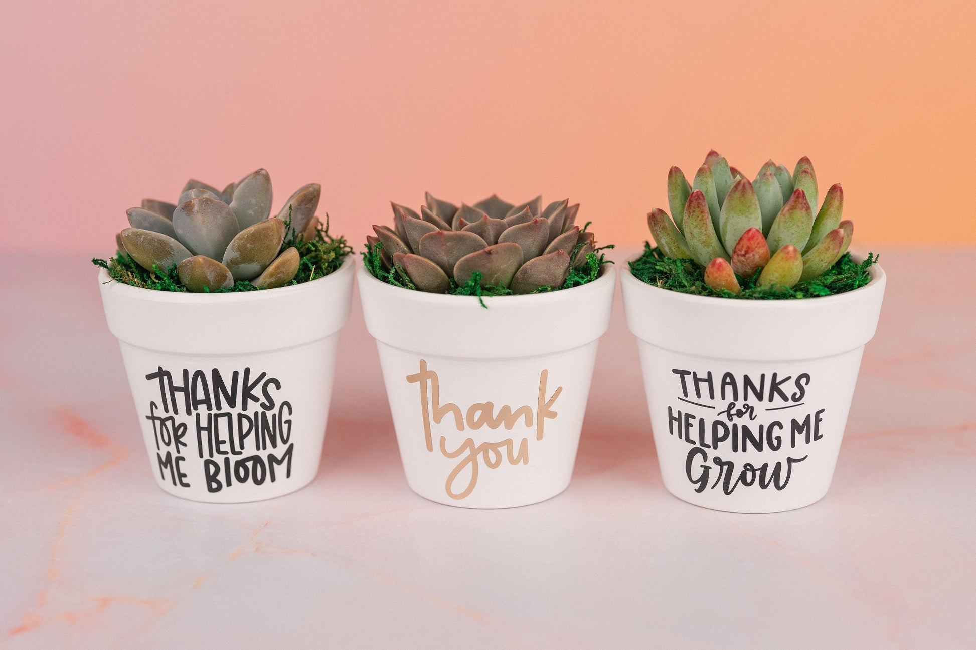 Thank You Succulent Party Favors for Wedding, Birthdays, Client or Employee Gifts, Bulk Thank you Gifts with Optional Personalization