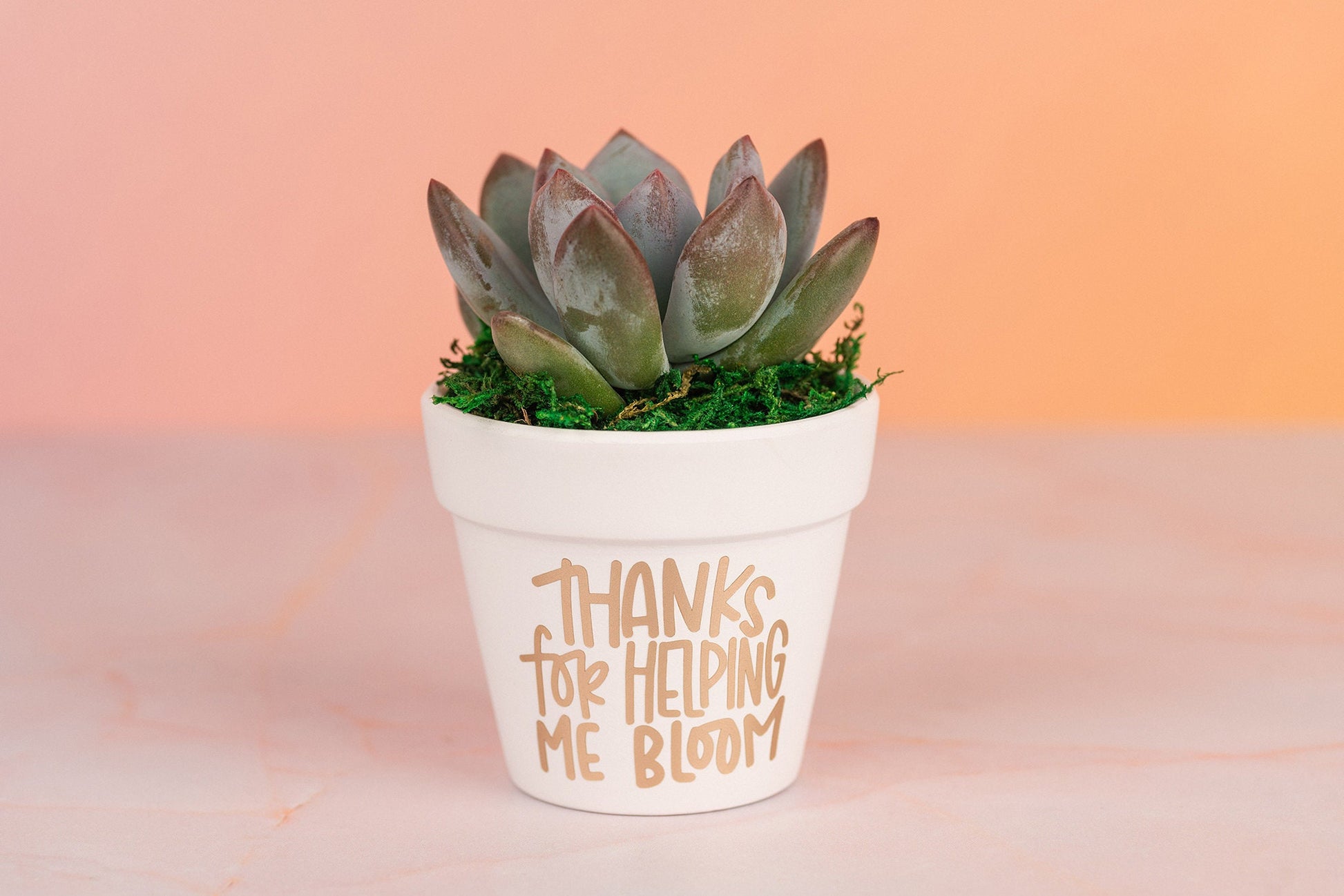 Thank You for Helping Me Bloom Succulent Bulk Gifts for Teachers, Clients, or Employees. Small Thank You Gift with Optional Personalization