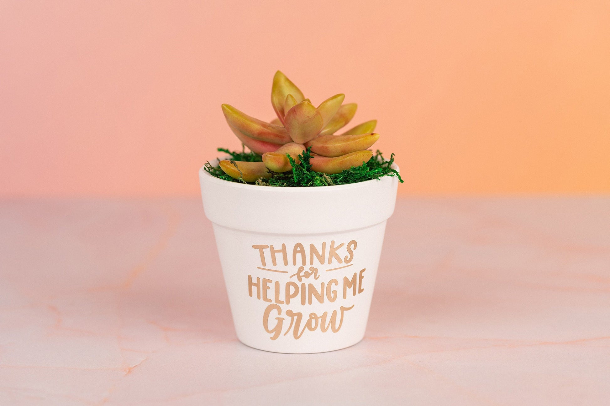 Thank You for Helping Me Grow Succulent Bulk Gifts for Teachers, Clients, or Employees. Small Thank You Gift with Optional Personalization