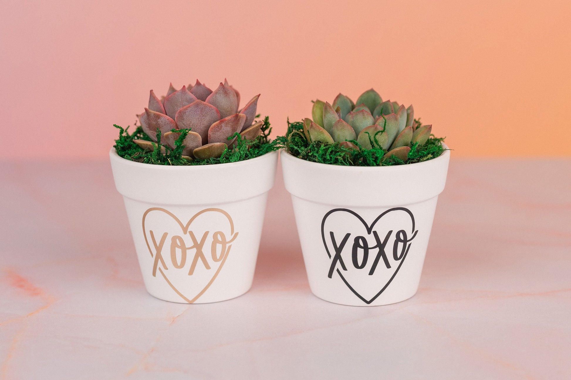 XOXO Succulent 3" Party Favors for Wedding, Birthday, or any Celebration Event with Optional Personalization