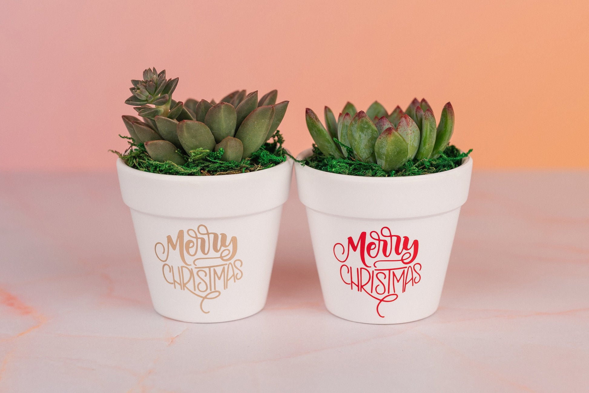 Merry Christmas Succulent Party Favors for Employee Gifts, Client Gifts, and Holiday Events with Optional Personalization