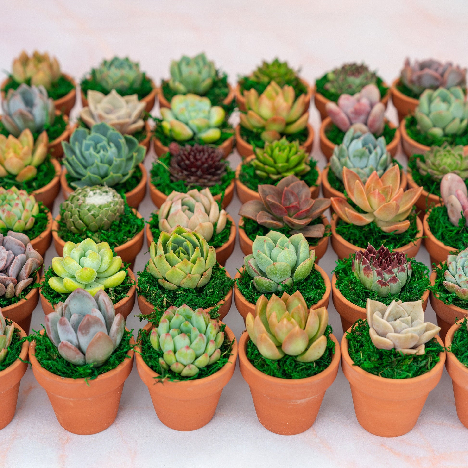succulent presents Dozen Mini Living Succulent Pot Favors Gift Box