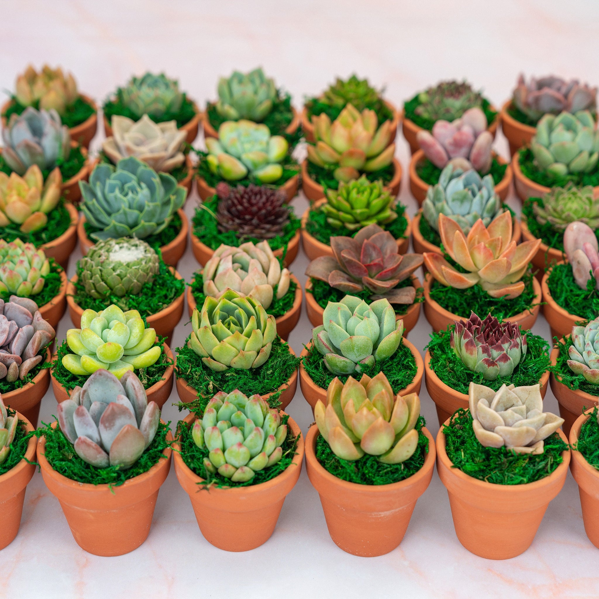 QTY 5+: Mini Living Succulent Favors with Custom Color Moss Topping in Clay Pot | Bulk Event Guest Gifts for Weddings, Showers, Parties