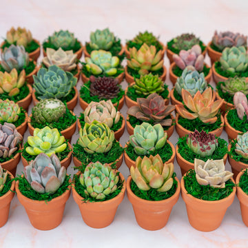 etsy succulents bulk Mini Terra Cotta Succulent Favors