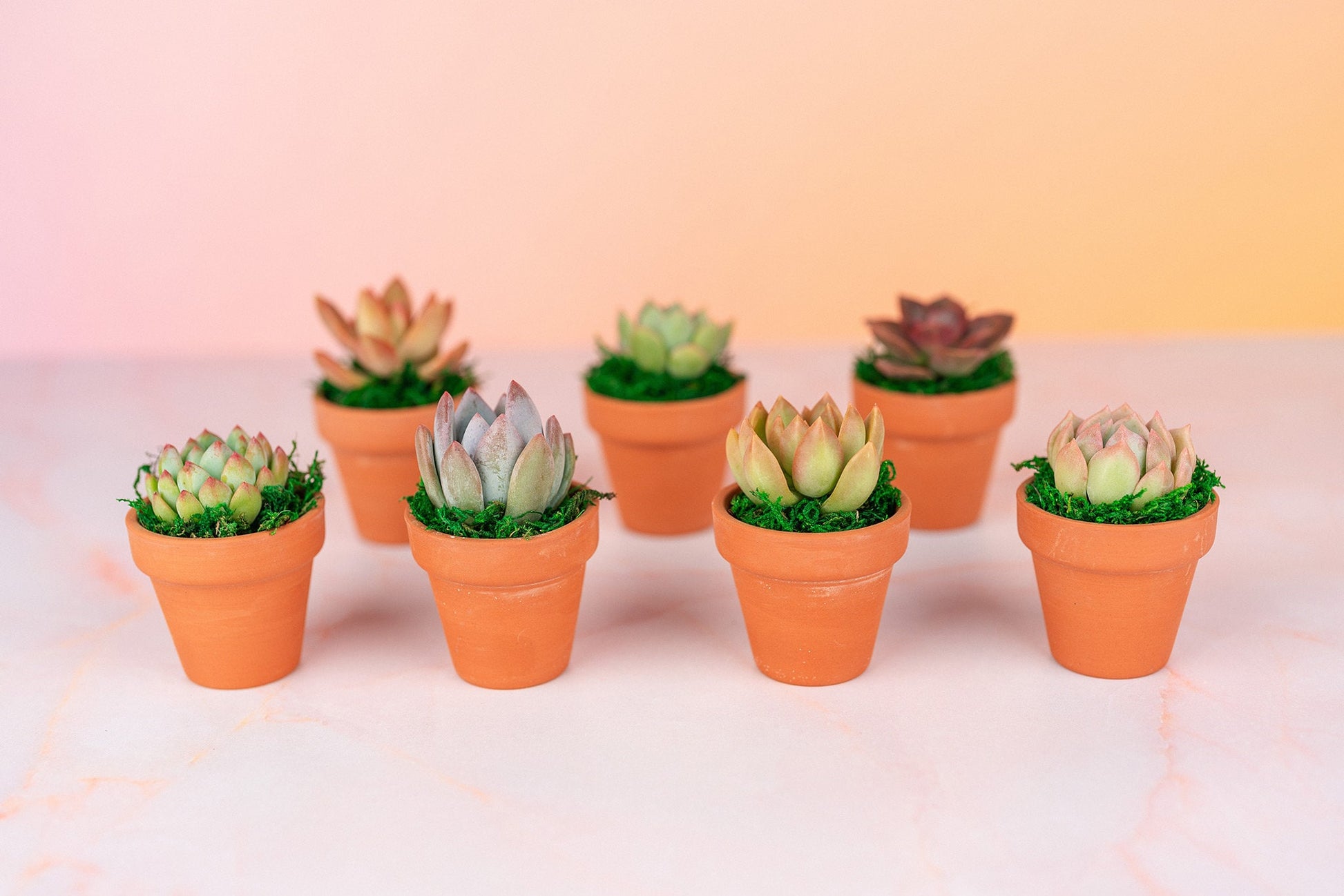 QTY 5+: Mini Living Succulent Favors with Custom Color Moss Topping in Clay Pot | Bulk Event Guest Gifts for Weddings, Showers, Parties