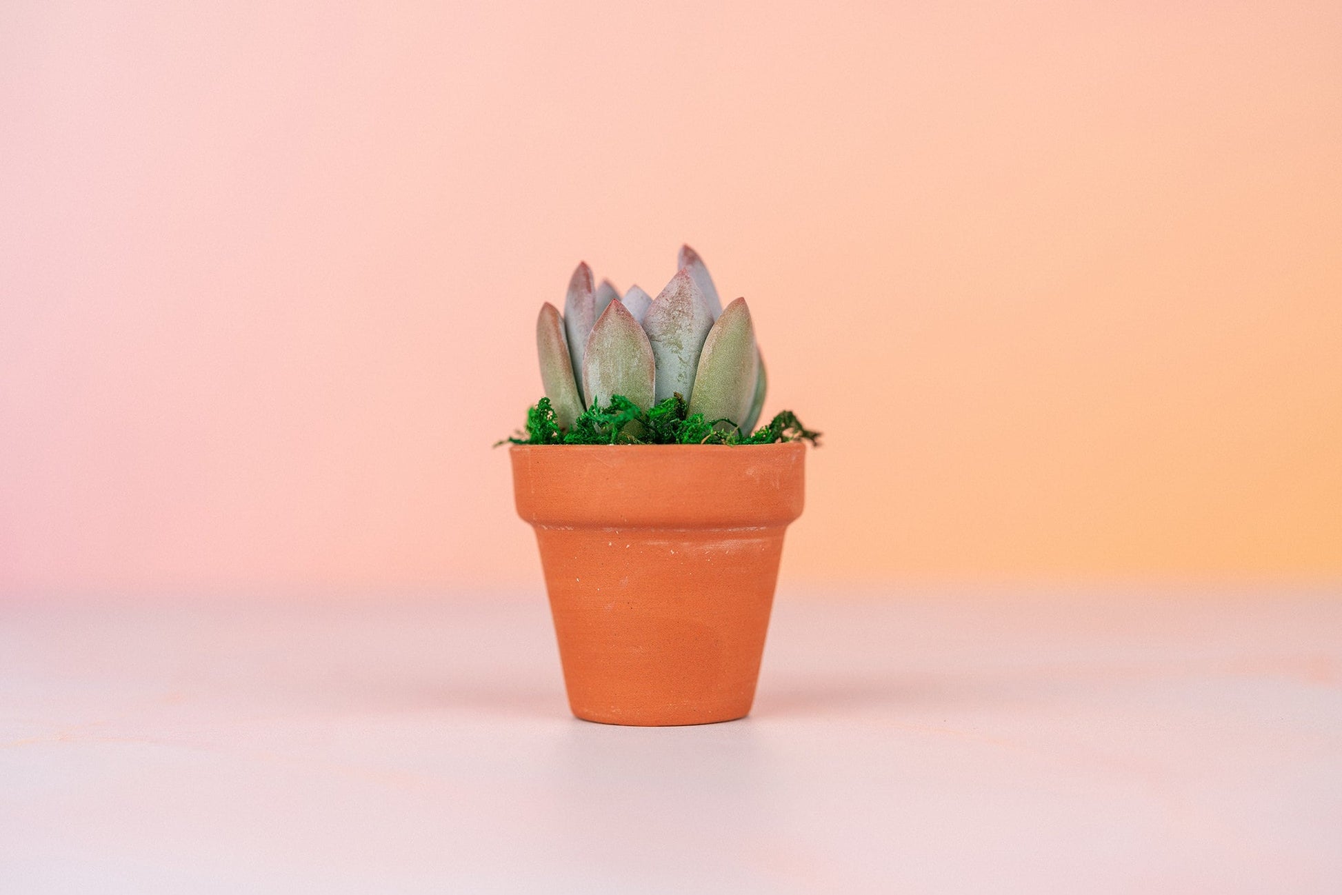 potted succulents bulk Mini Terra Cotta Succulent Favors