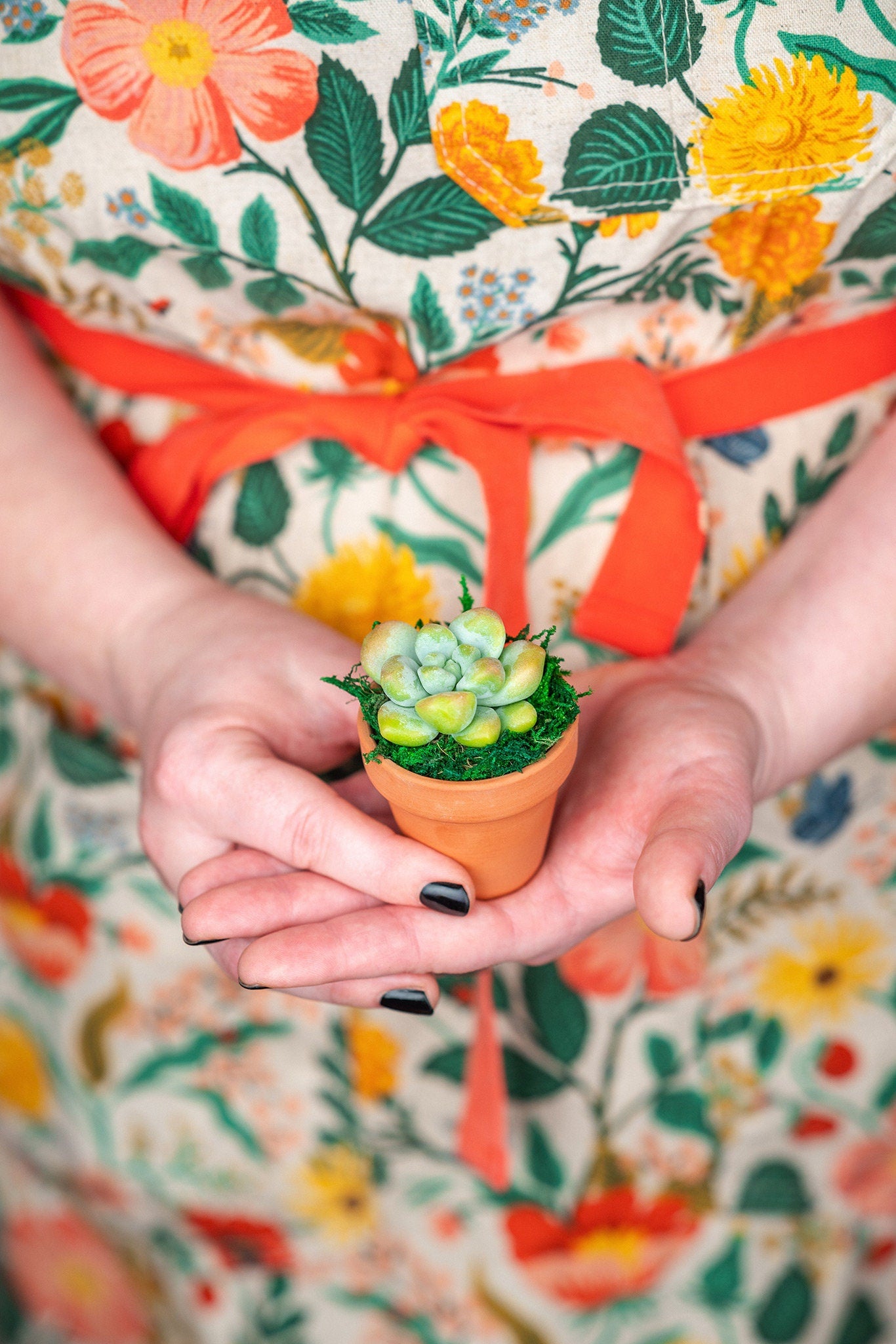 Dozen Mini Living Succulent Pot Favors Gift Box | Plant Lover Gift, Bulk Event Guest Gifts for Weddings, Showers, Parties