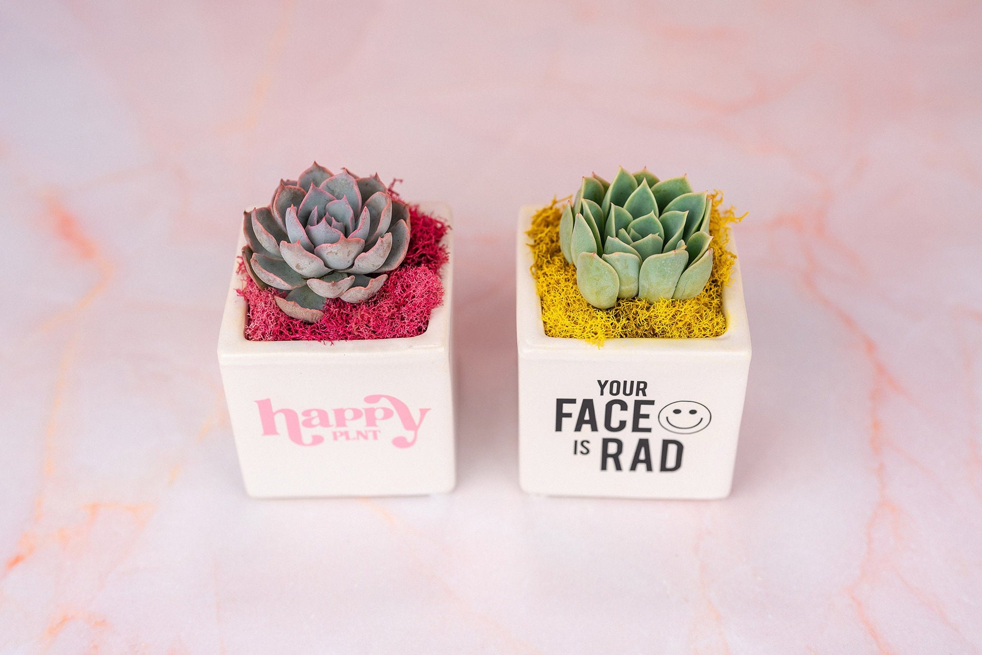 Custom Logo Branded Succulent Small Square Gifts for Tradeshows, Conventions, Employee Gifts, Client Promotions | Earth-friendly Living Gift