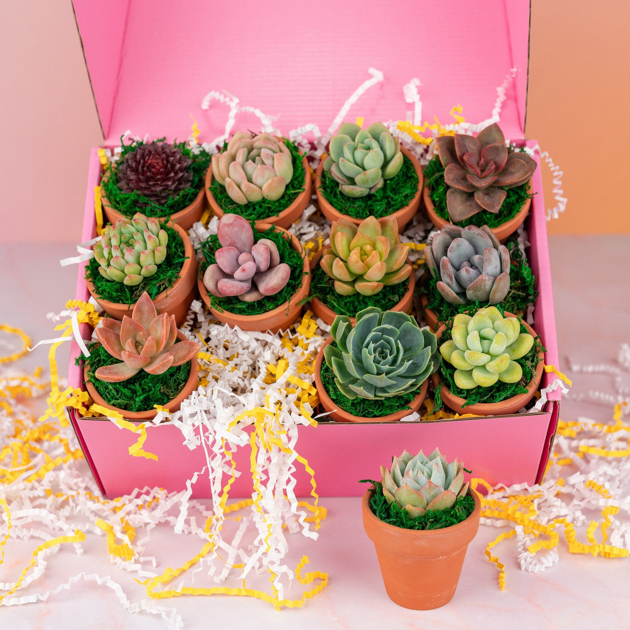 Dozen Mini Living Succulent Pot Favors Gift Box | Plant Lover Gift, Bulk Event Guest Gifts for Weddings, Showers, Parties