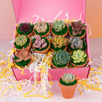 succulent plants for party favors Dozen Mini Living Succulent Pot Favors Gift Box