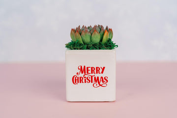 Small Christmas Succulent Gift | Holiday gift for teachers, clients, employees