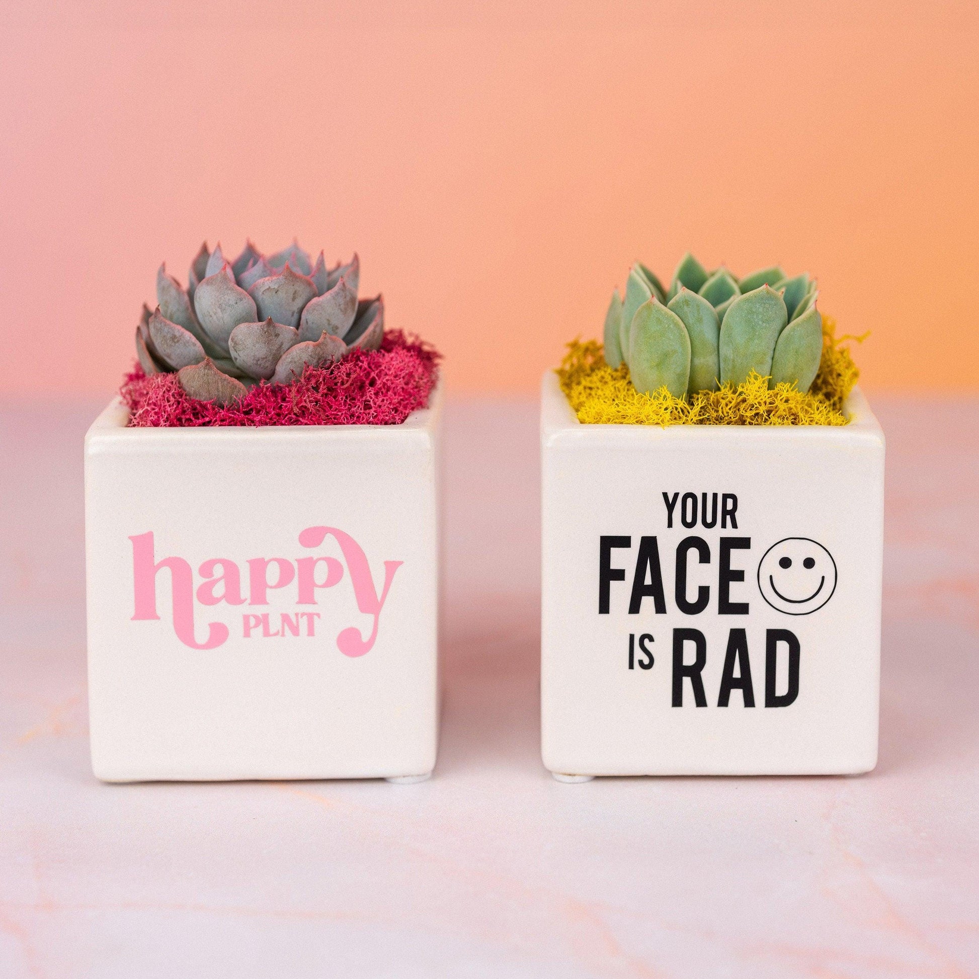 personalized succulent gift Custom Logo Branded Succulent Small Square Gifts for Tradeshows, Conventions, Employee Gifts, Client Promotions