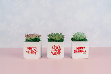 Small Christmas Succulent Gift | Holiday gift for teachers, clients, employees