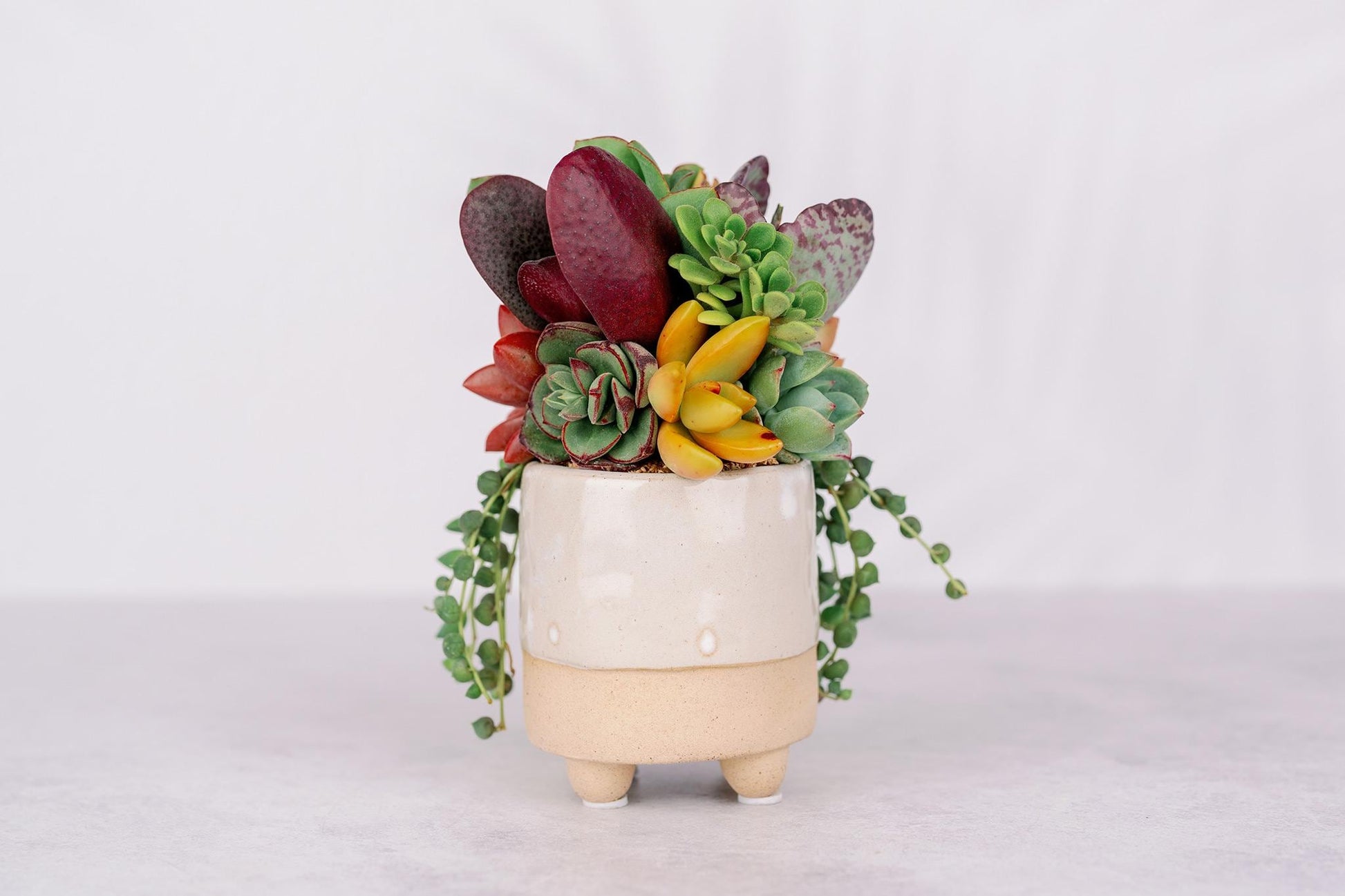 rabbit succulent planter Small Bunny Succulent Arrangement Planter