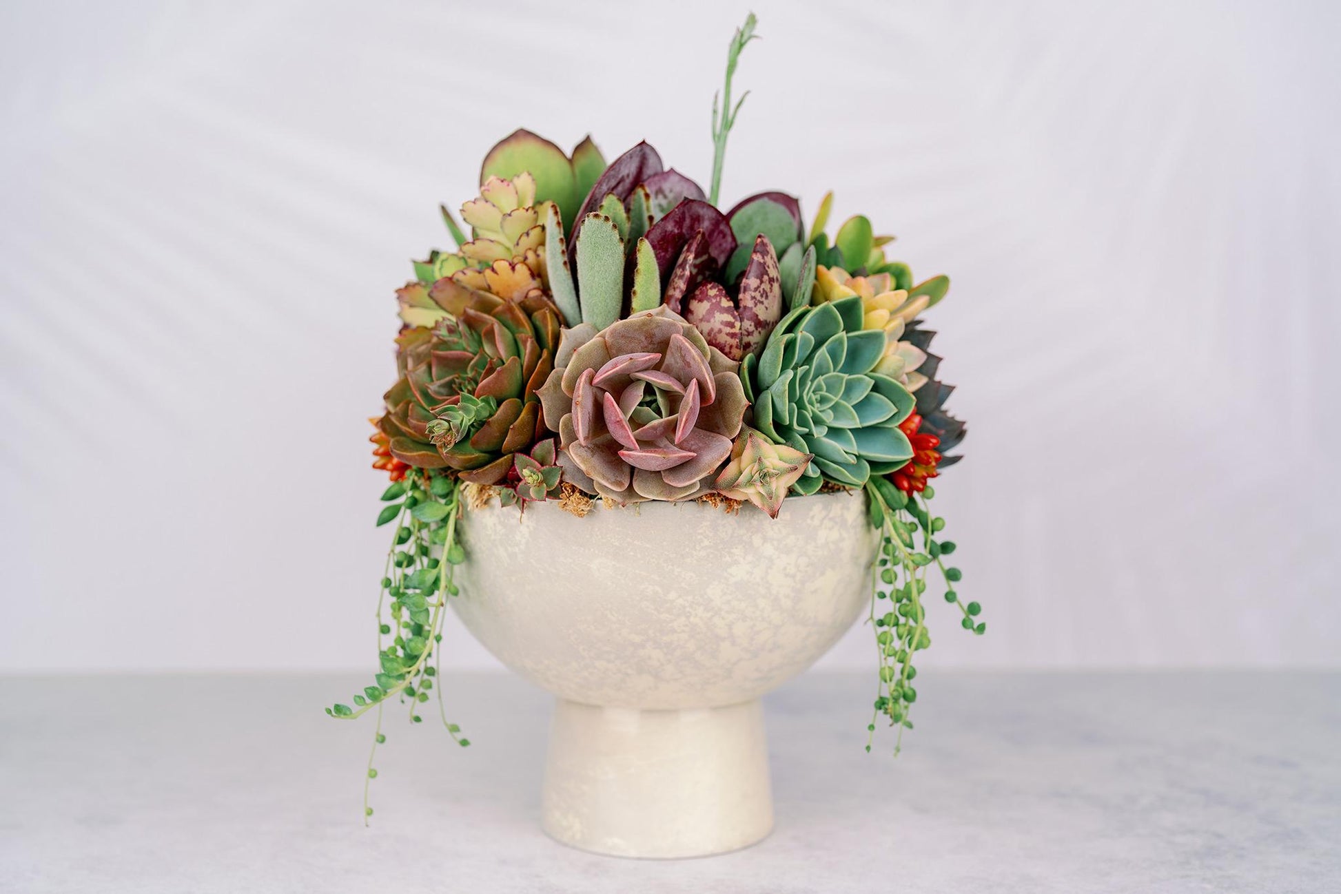 marble succulent Marble Compote Succulent Arrangement Planter