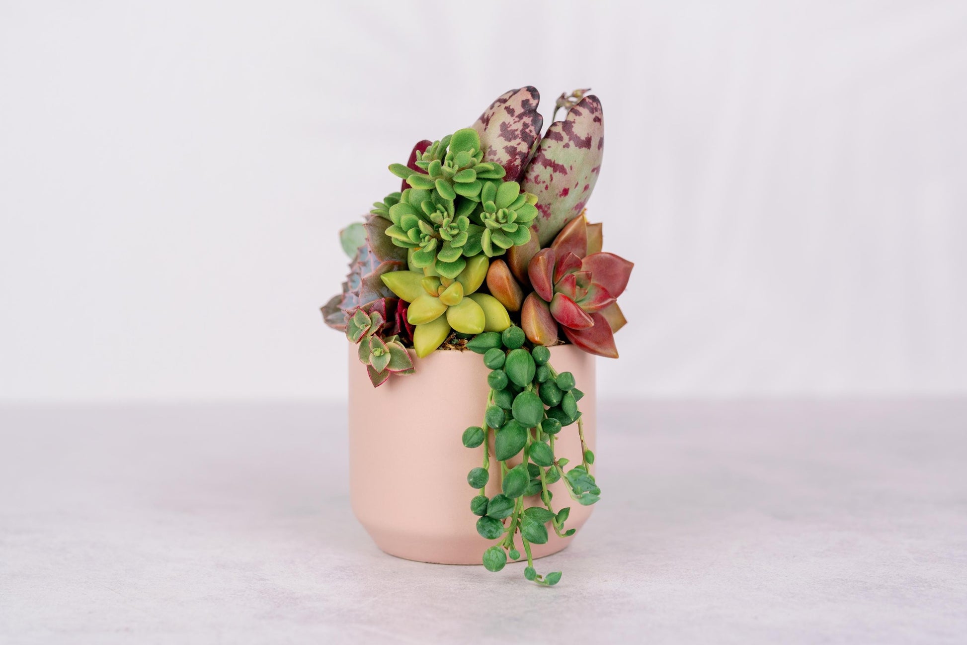 pink succulent pot Small Pink Succulent Arrangement Planter