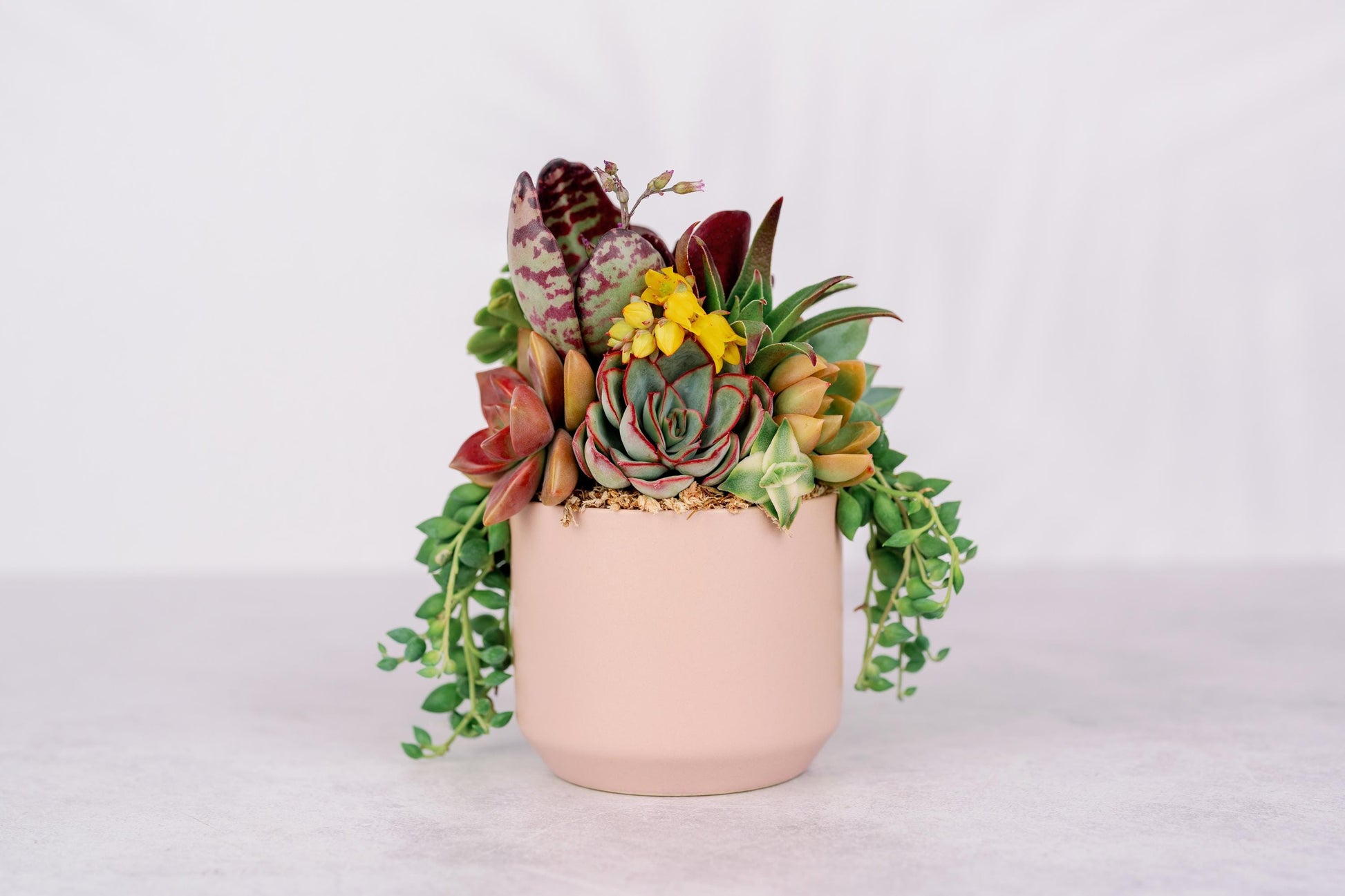 flower pots for succulents Small Pink Succulent Arrangement Planter