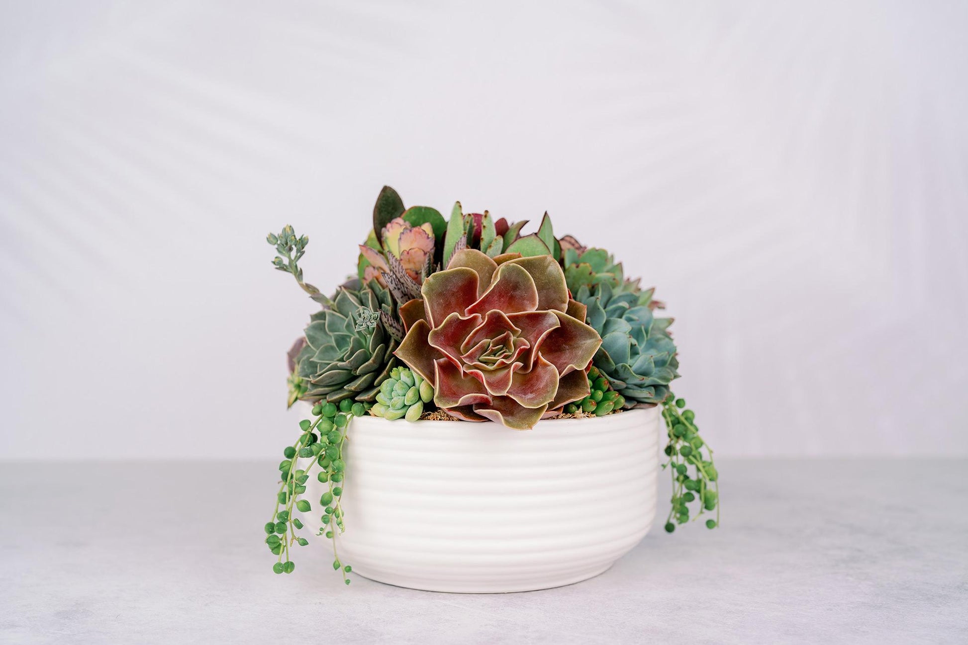 succulent in white vase White Ceramic Bowl Succulent Arrangement Planter