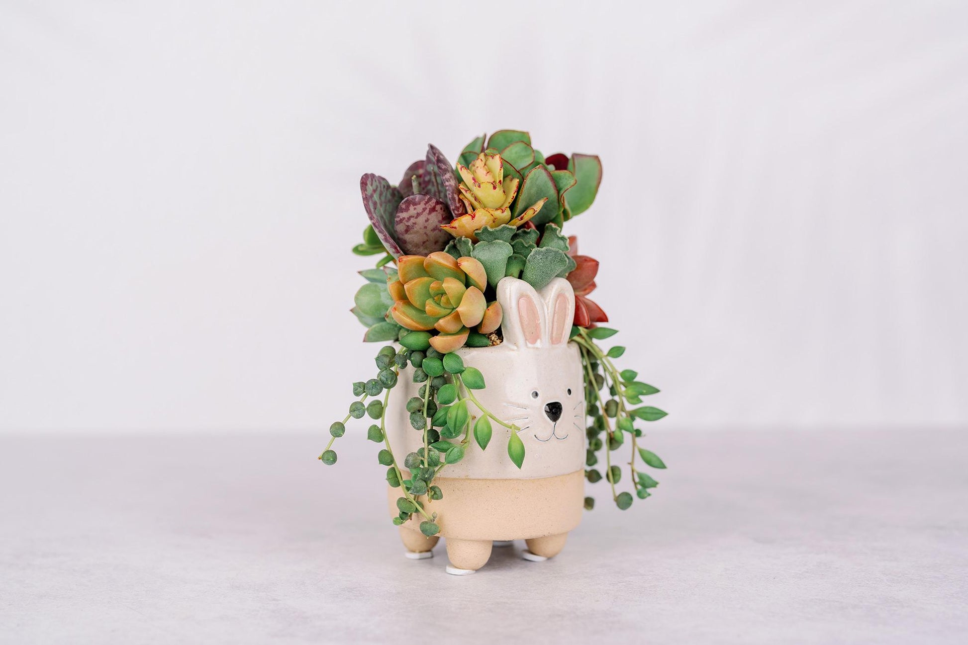 succulent bunny planter Small Bunny Succulent Arrangement Planter
