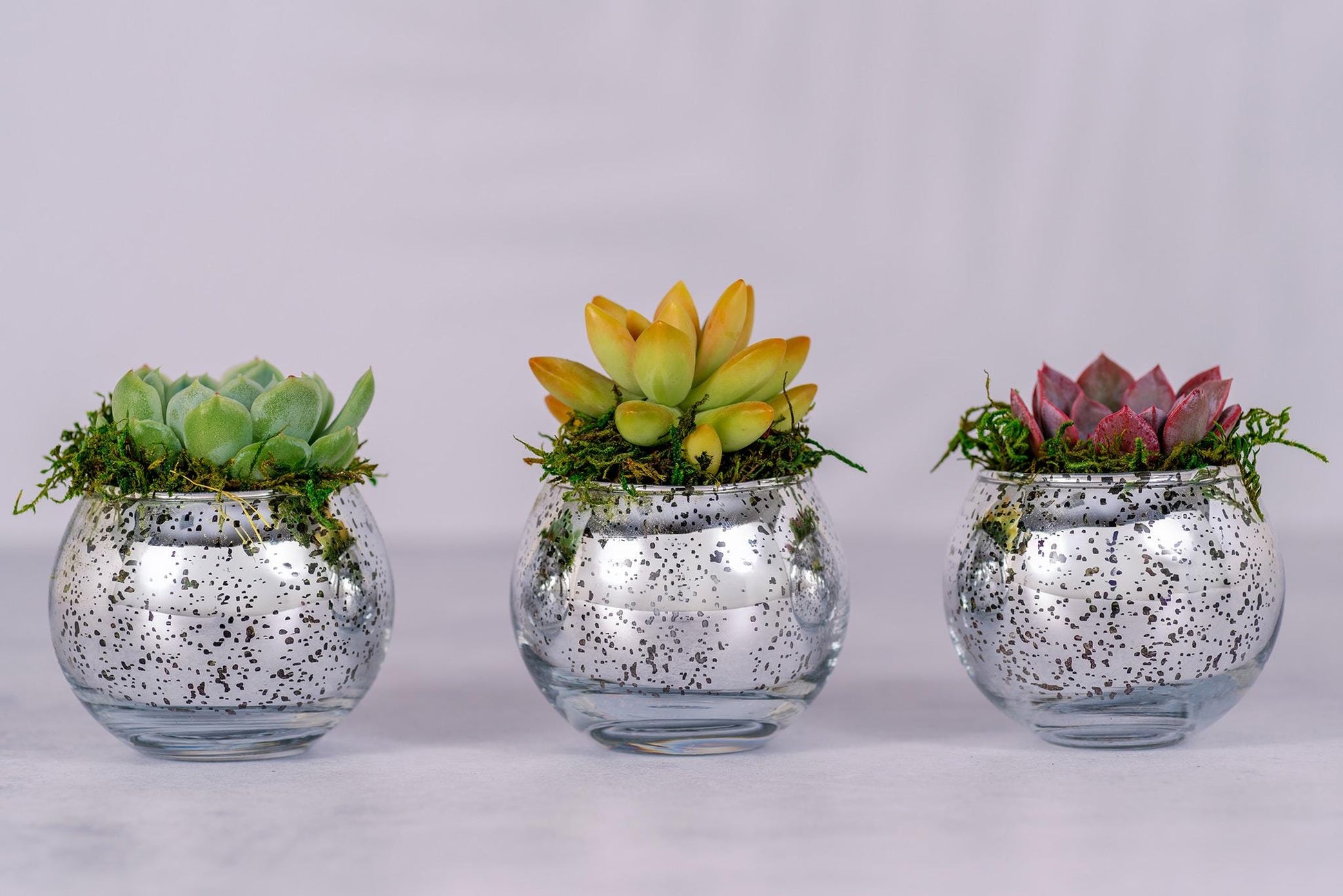 Succulent Favors in Silver Mercury Glass Globes for Weddings and Events