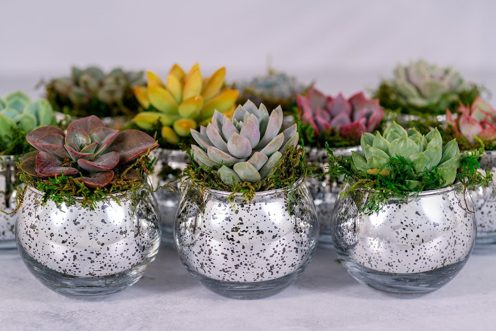 Succulent Favors in Silver Mercury Glass Globes for Weddings and Events