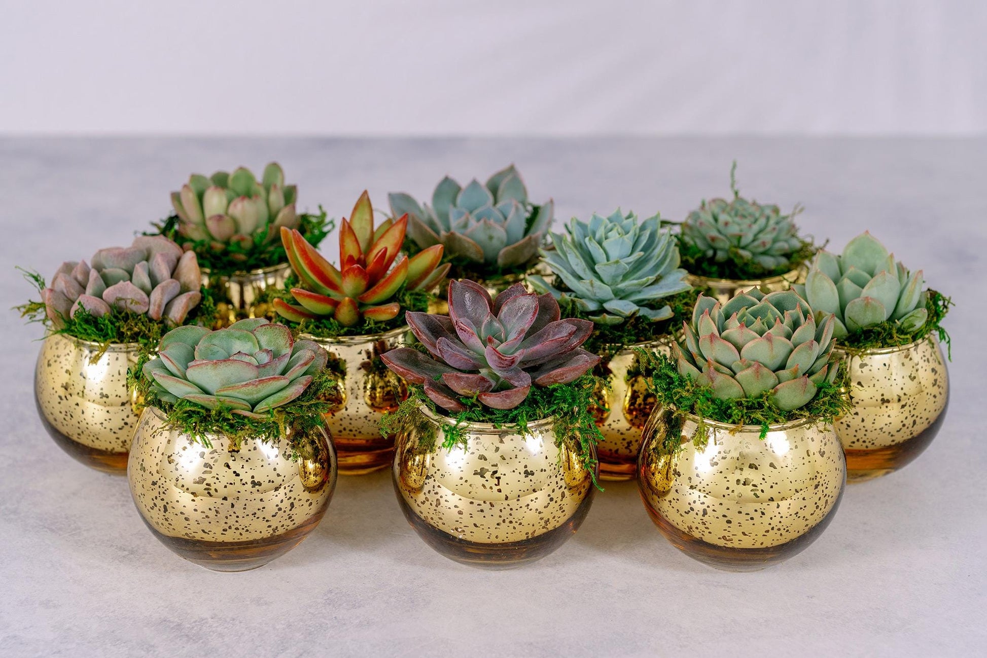 wedding favor succulent pots Succulent Favors in Gold Mercury Glass Globes