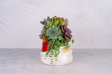 Santa Christmas Succulent Arrangement