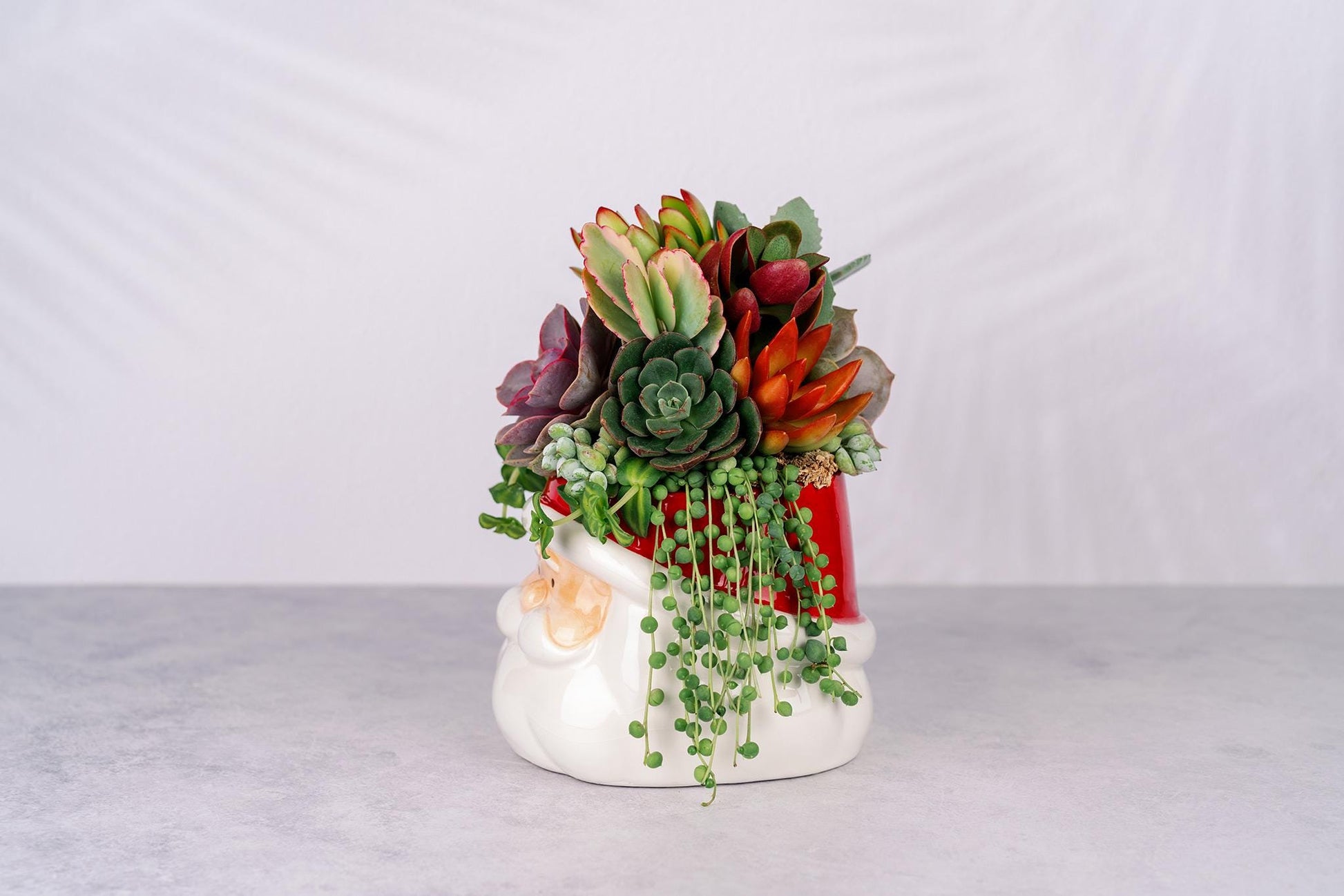 Santa Christmas Succulent Arrangement for Holiday Home Decor and Gift