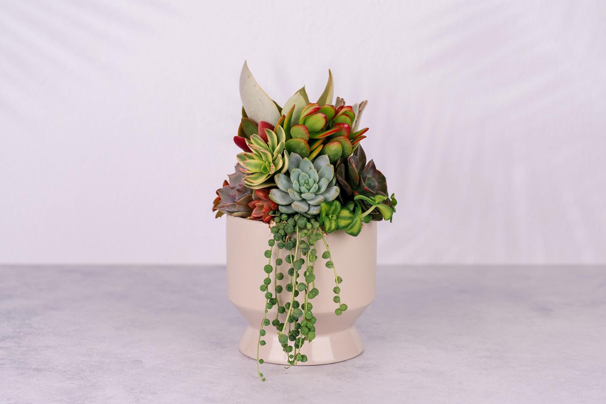 Succulent Arrangement in Tan Footed Ceramic Planter