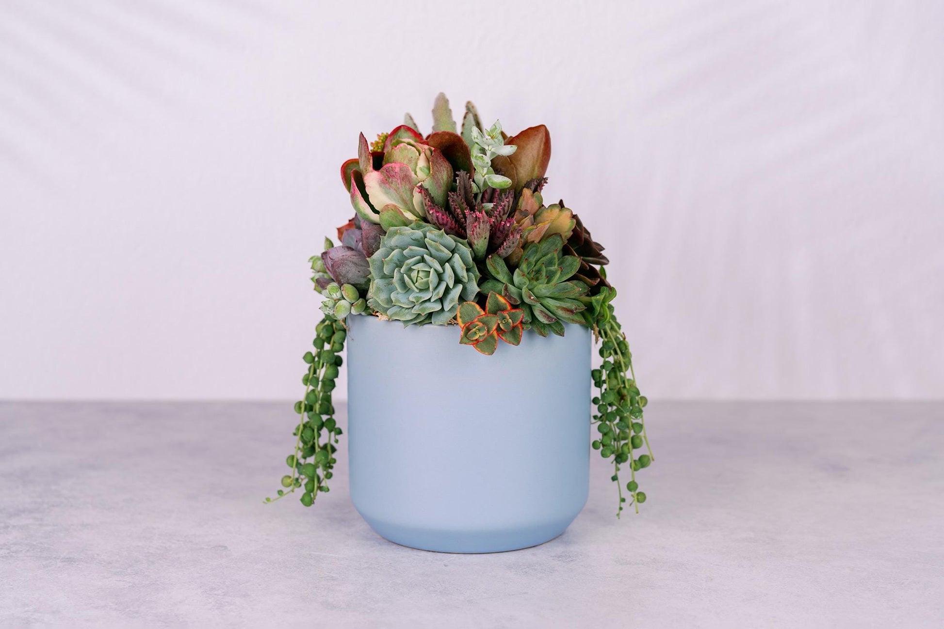 Succulent Arrangement in Baby Blue Ceramic Planter