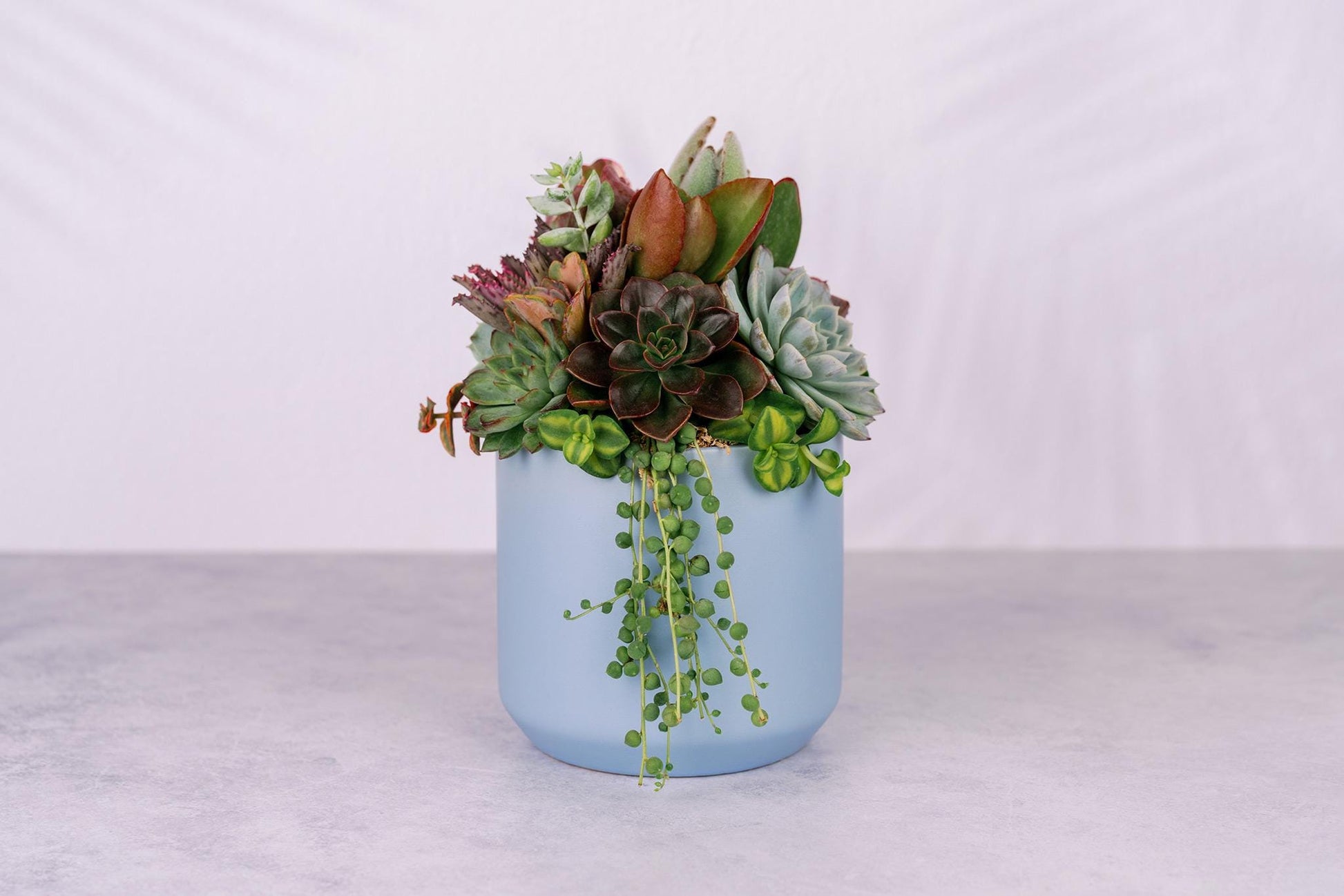 Succulent Arrangement in Baby Blue Ceramic Planter