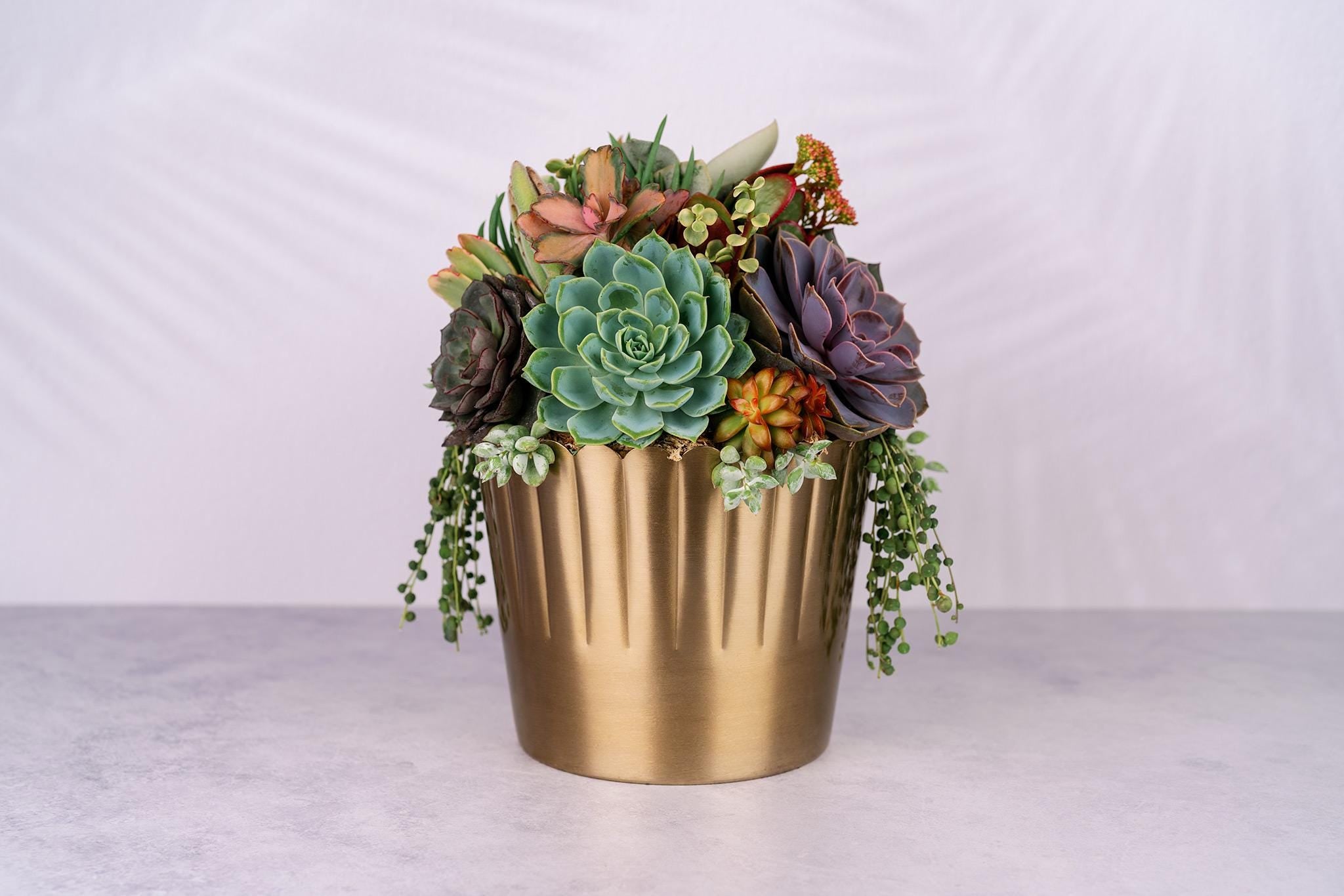 Succulent Arrangement in Large Gold Metal Planter