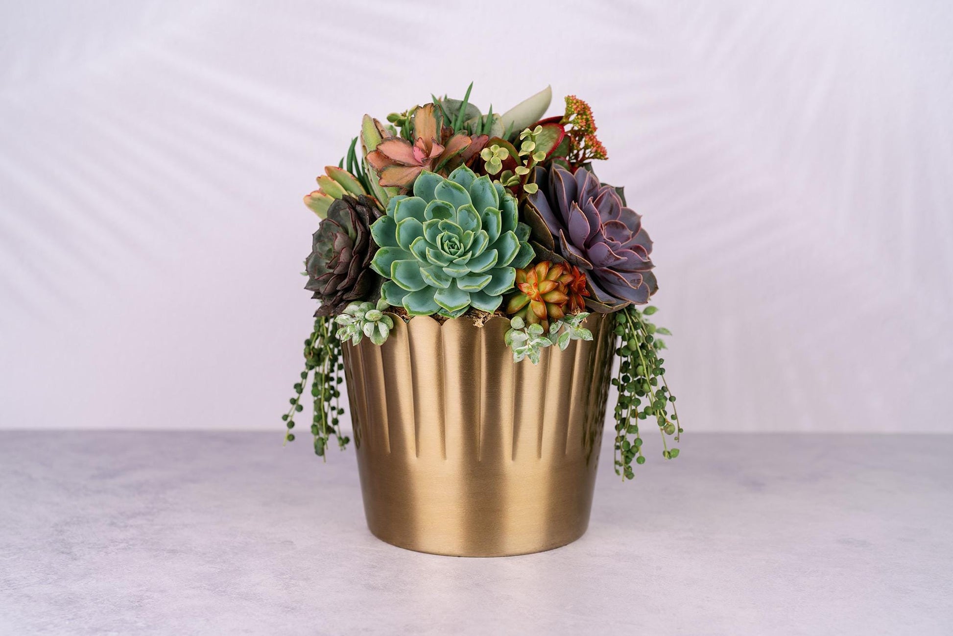 Succulent Arrangement in Large Gold Metal Planter