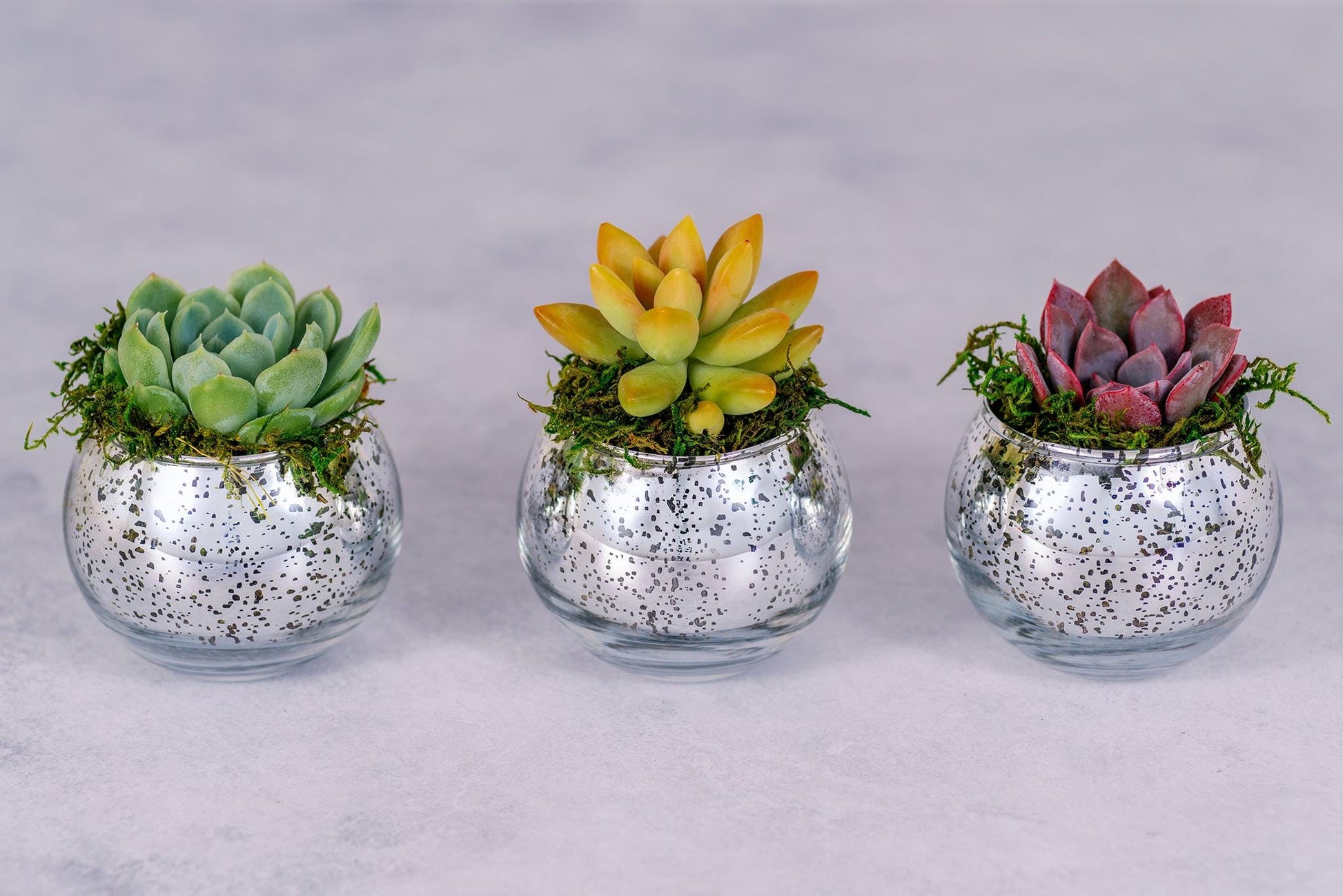 Succulent Favors in Silver Mercury Glass Globes for Weddings and Events