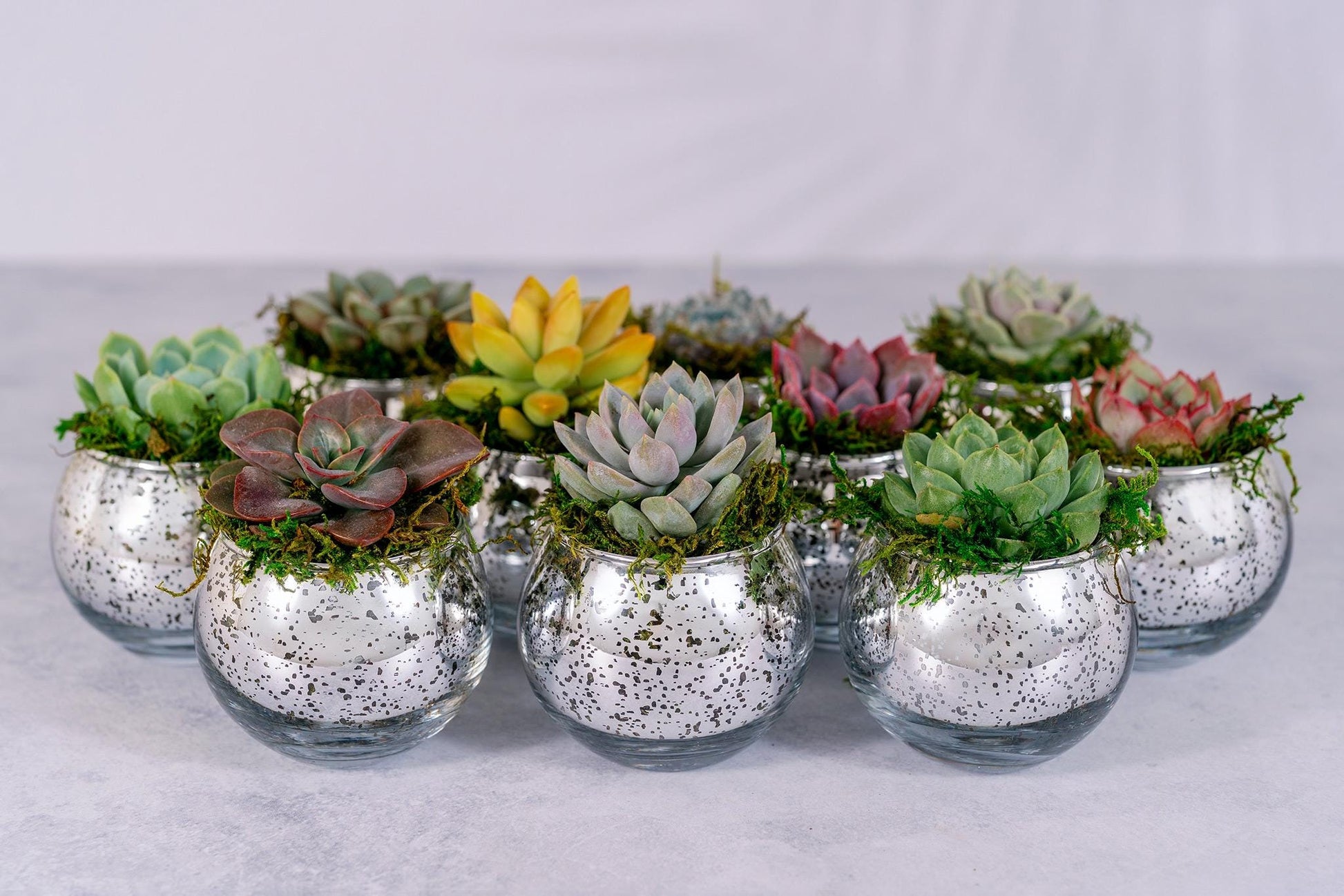 water globes for succulents Succulent Favors in Silver Mercury Glass Globes