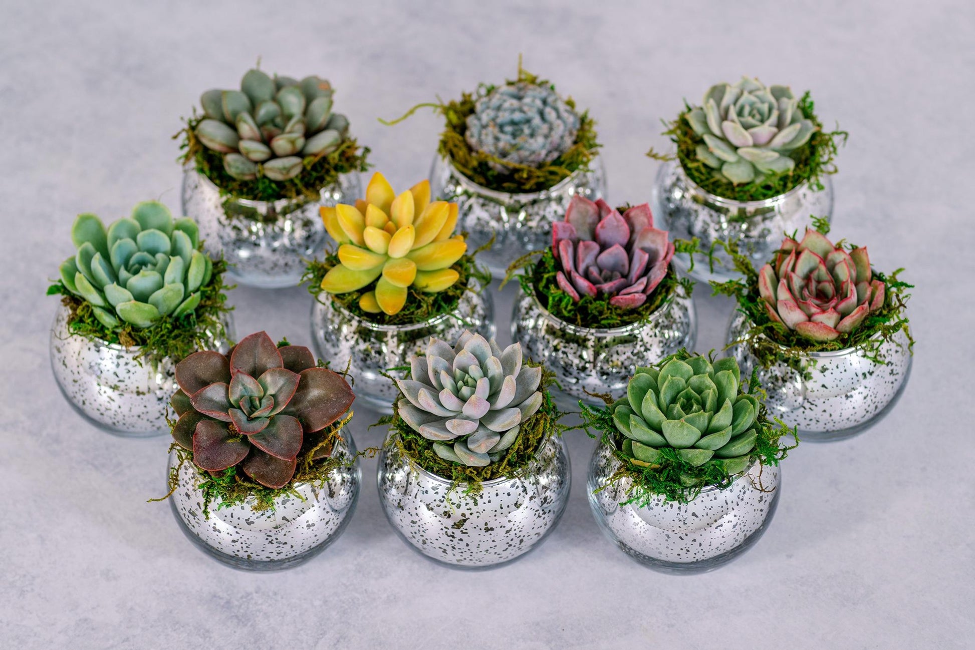 Succulent Favors in Silver Mercury Glass Globes for Weddings and Events