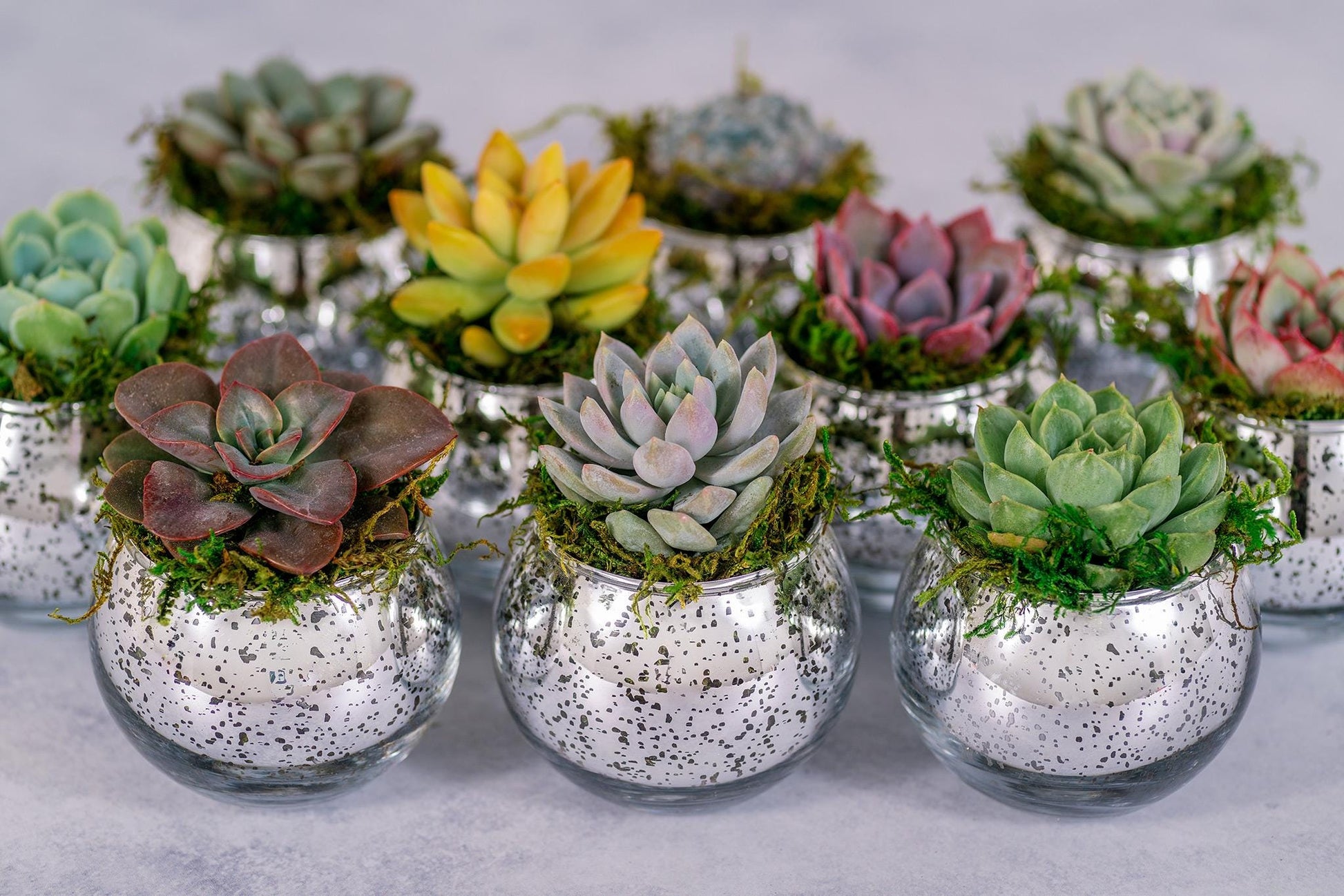 succulent favors Succulent Favors in Silver Mercury Glass Globes