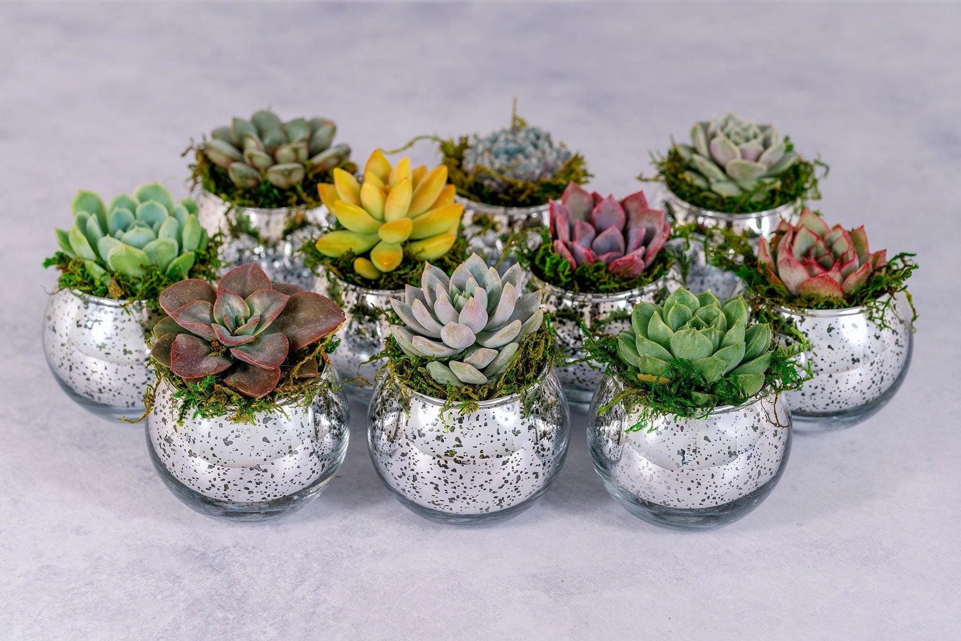 Succulent Favors in Silver Mercury Glass Globes for Weddings and Events