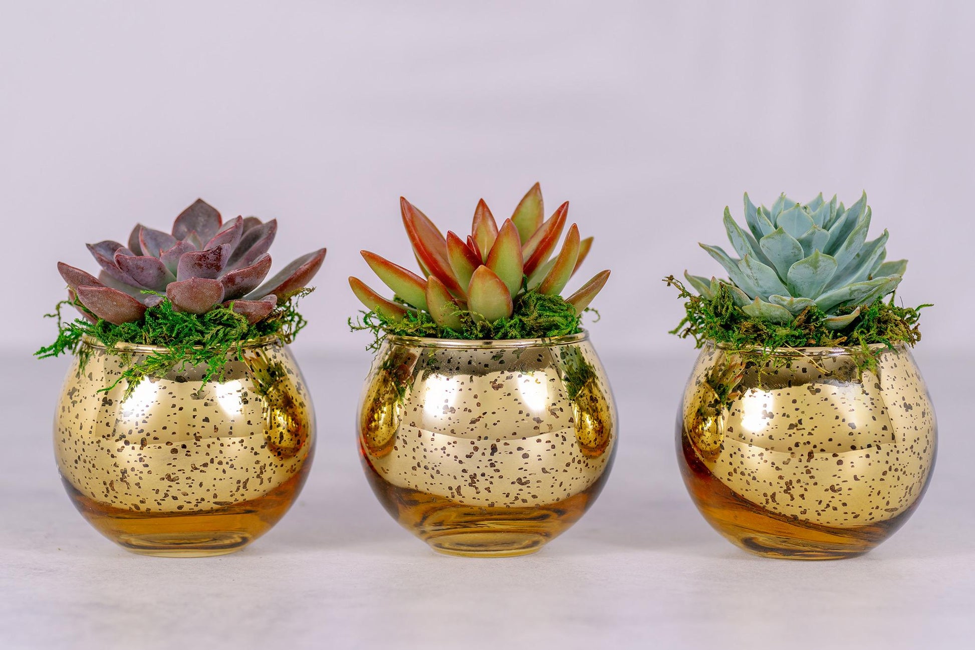 Succulent Favors in Gold Mercury Glass Globes for Weddings and Events