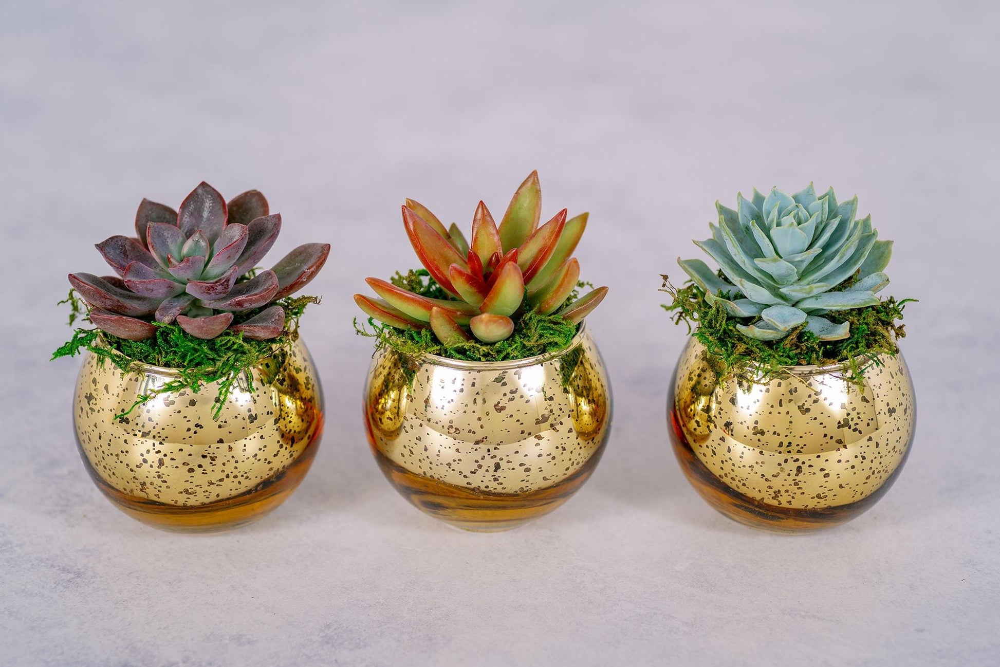 fake succulents in gold pots Succulent Favors in Gold Mercury Glass Globes for Weddings and Events