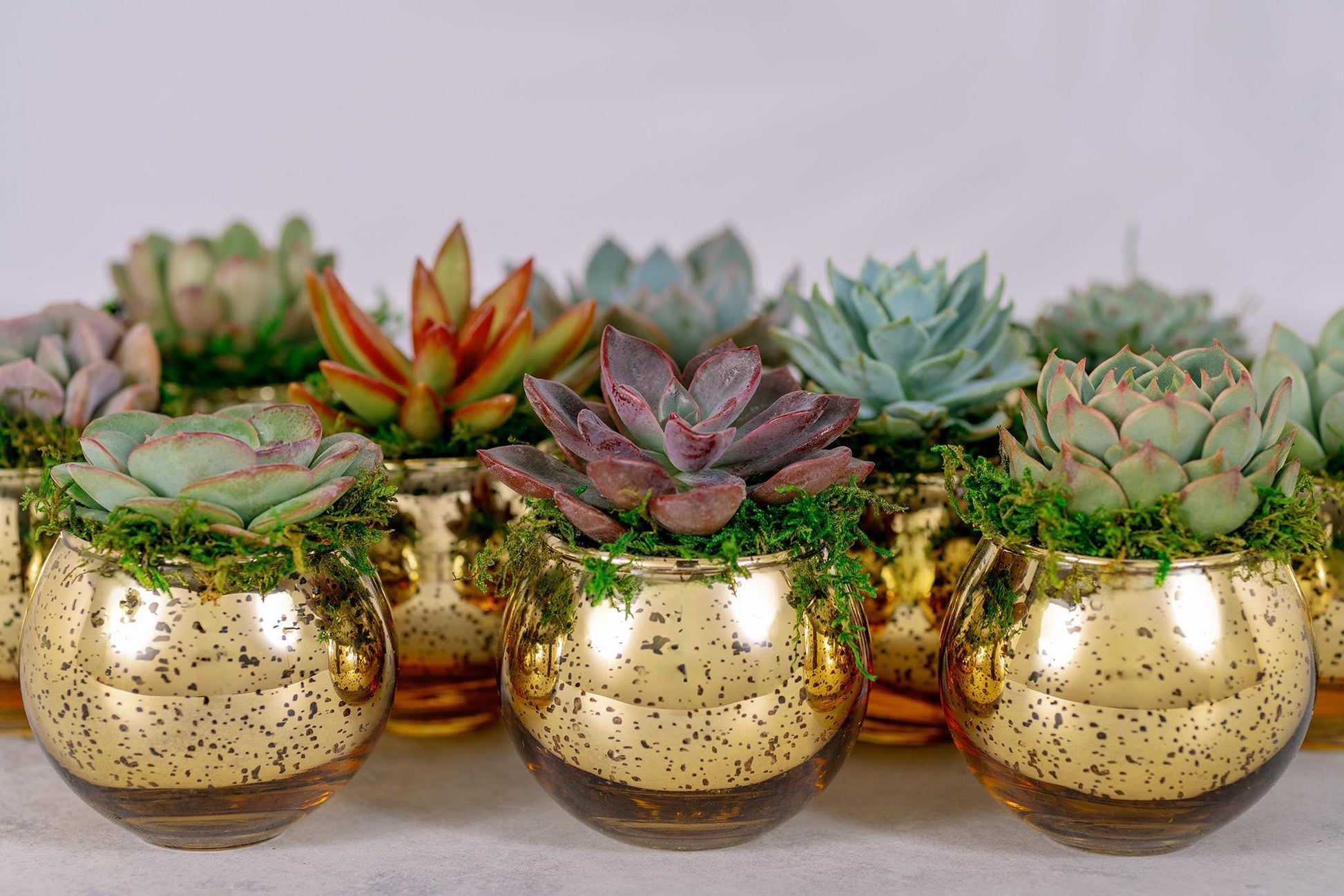 Succulent Favors in Gold Mercury Glass Globes for Weddings and Events