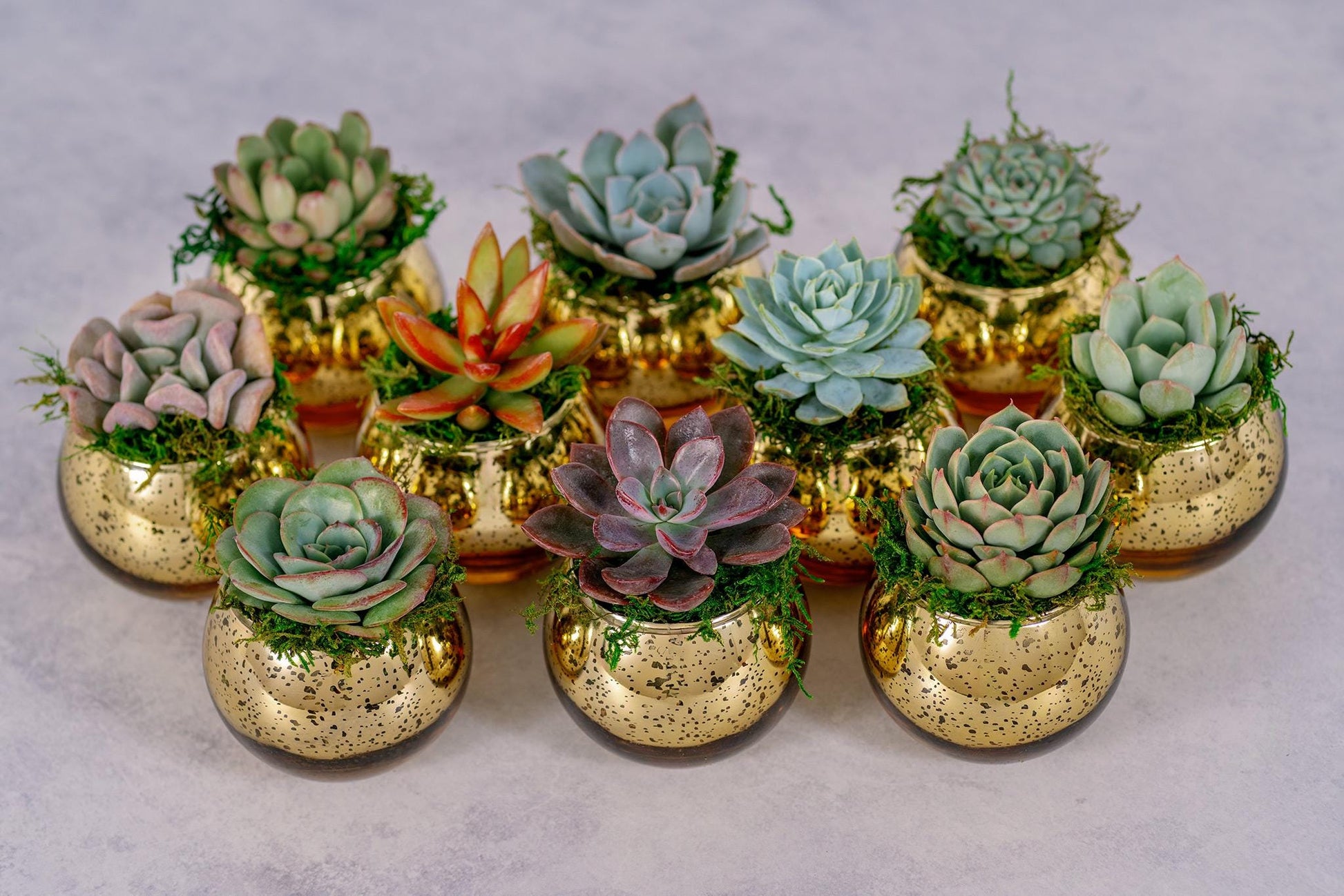 Succulent Favors in Gold Mercury Glass Globes for Weddings and Events