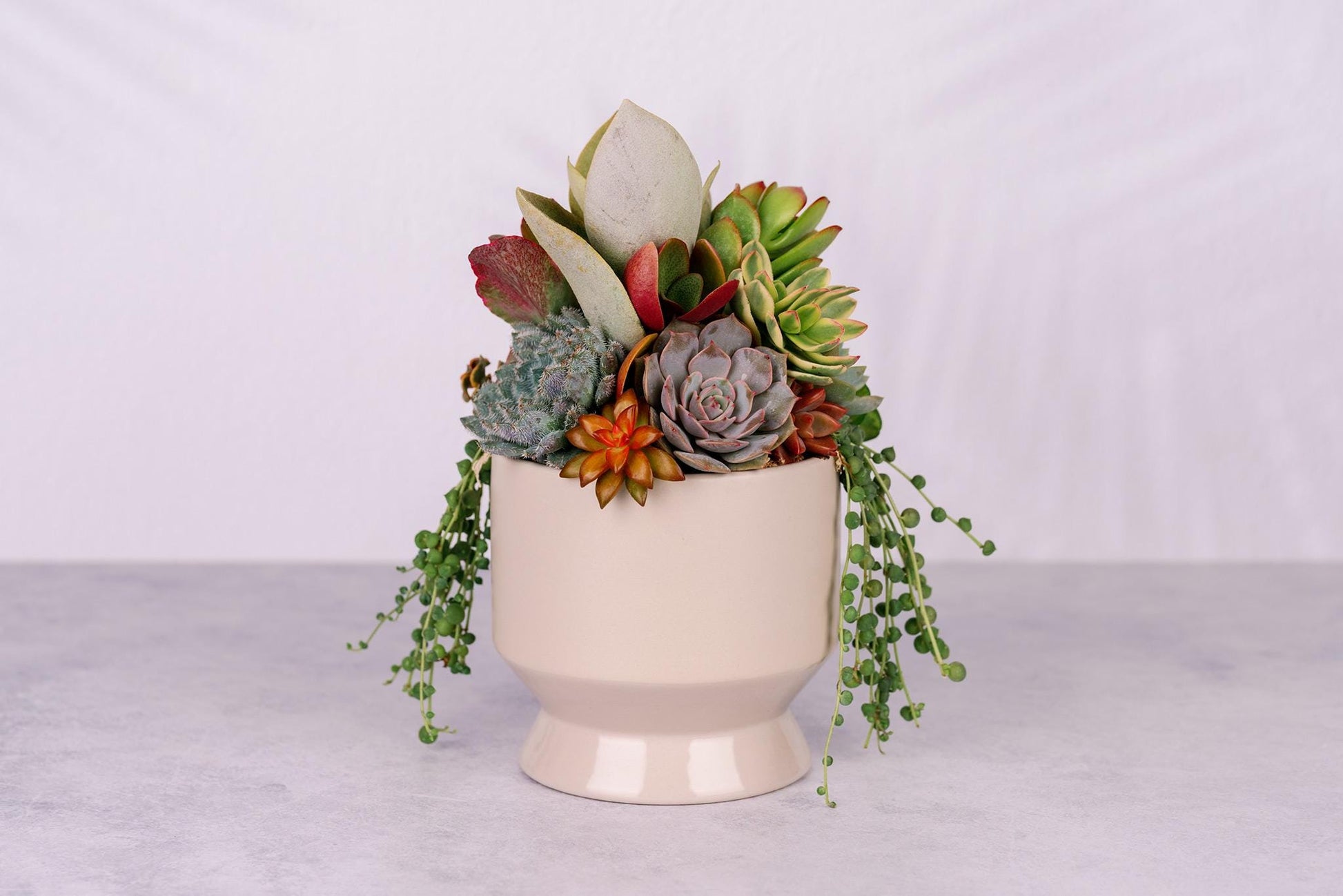 Succulent Arrangement in Tan Footed Ceramic Planter